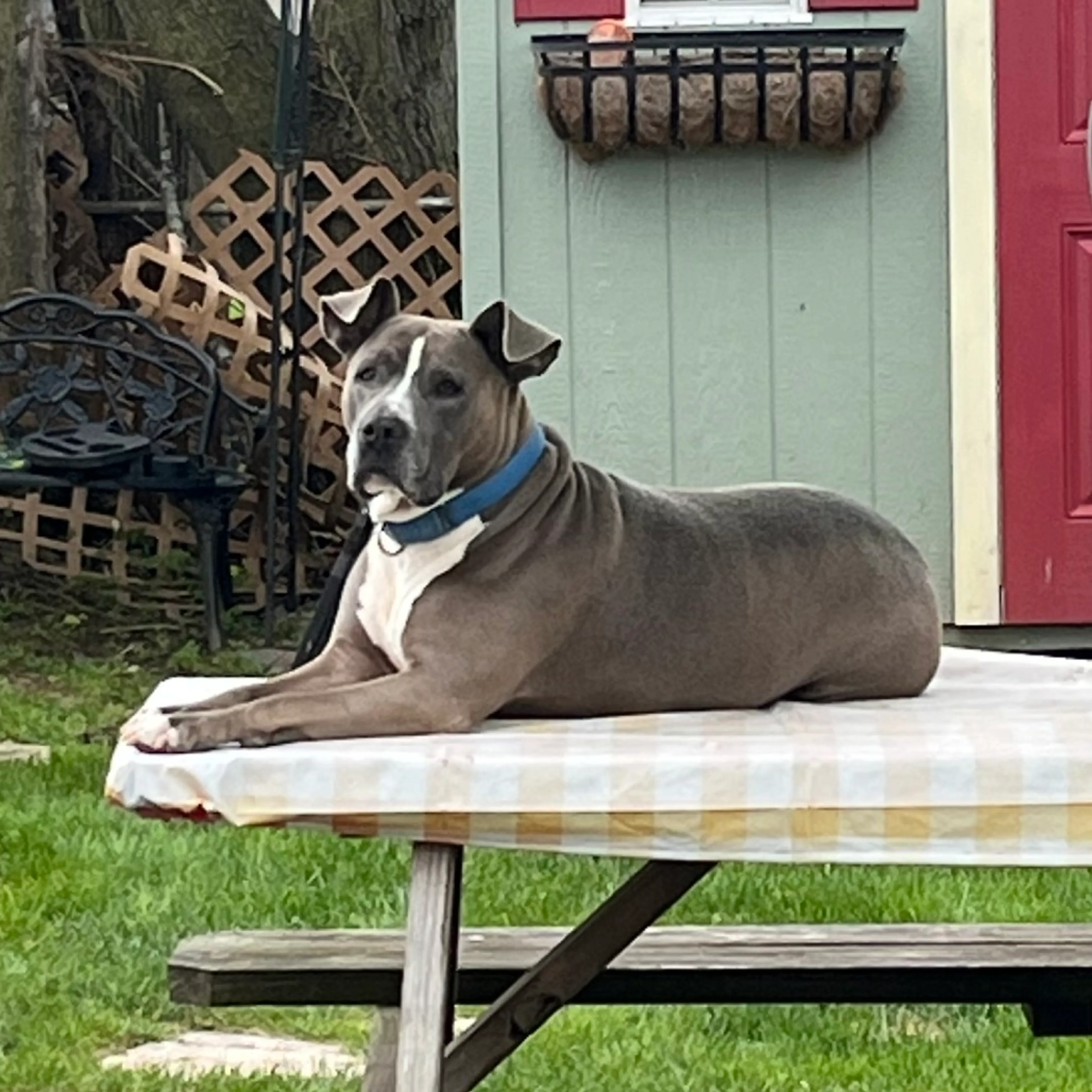 Found pet-5