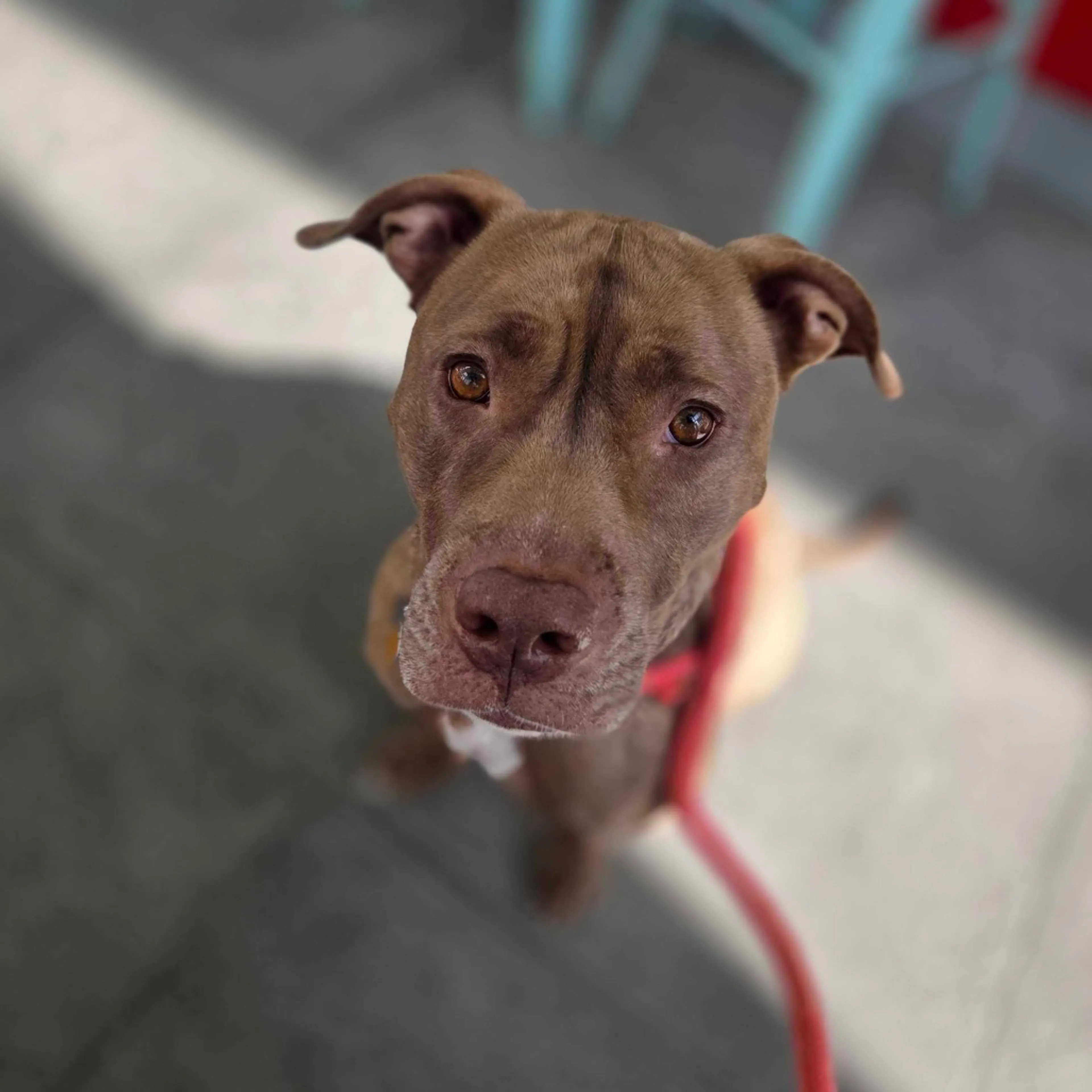Found pet-5