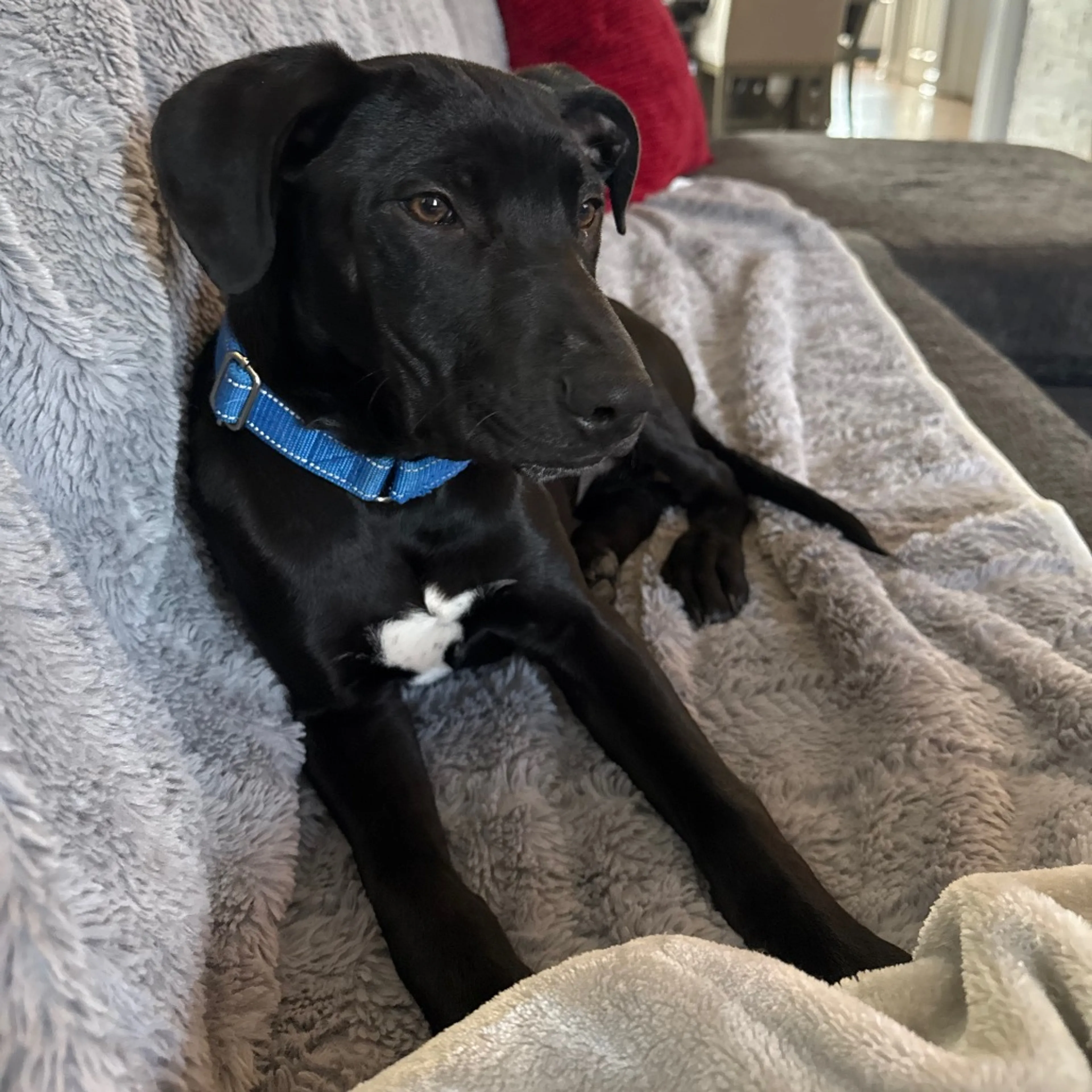 Found pet-4