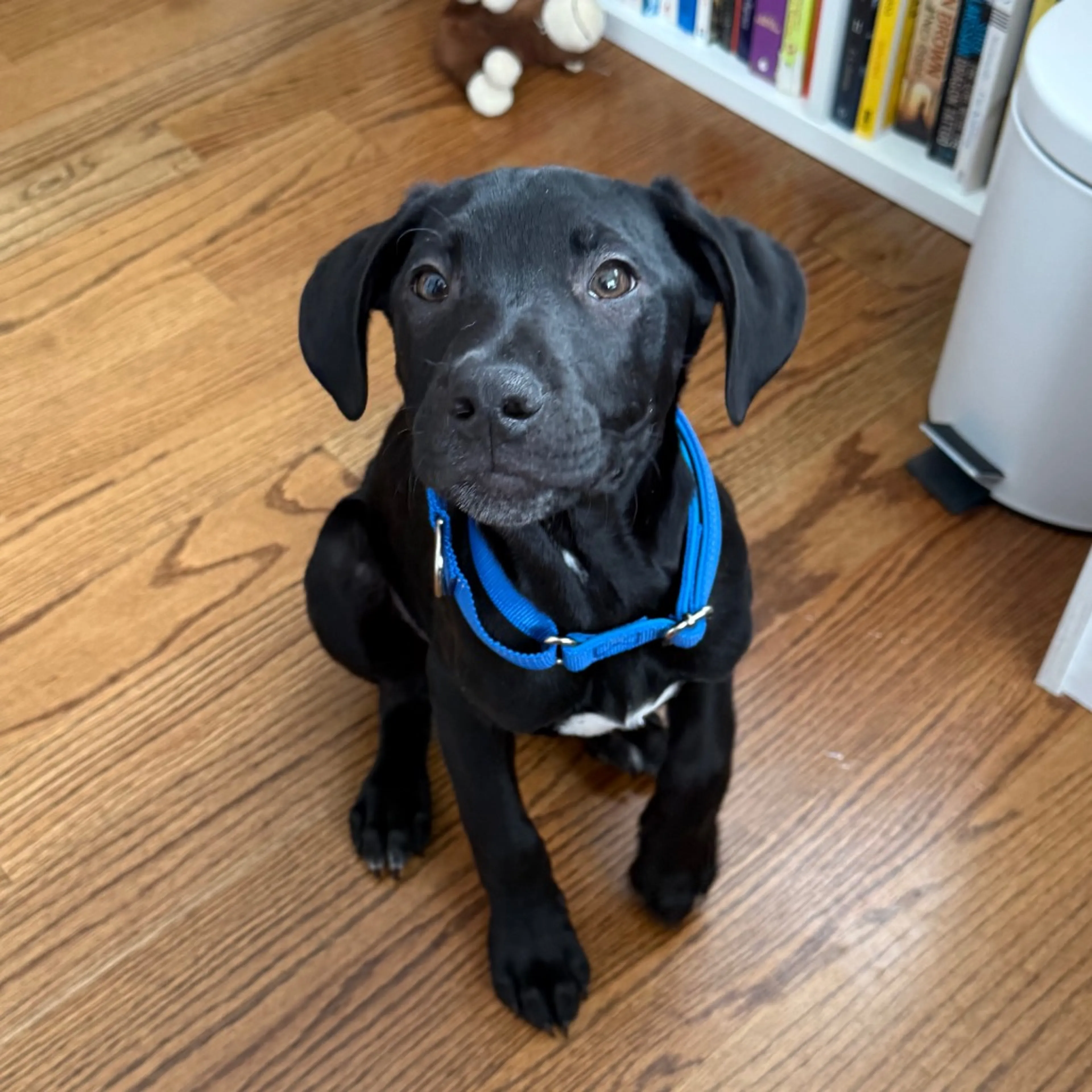 Found pet-1