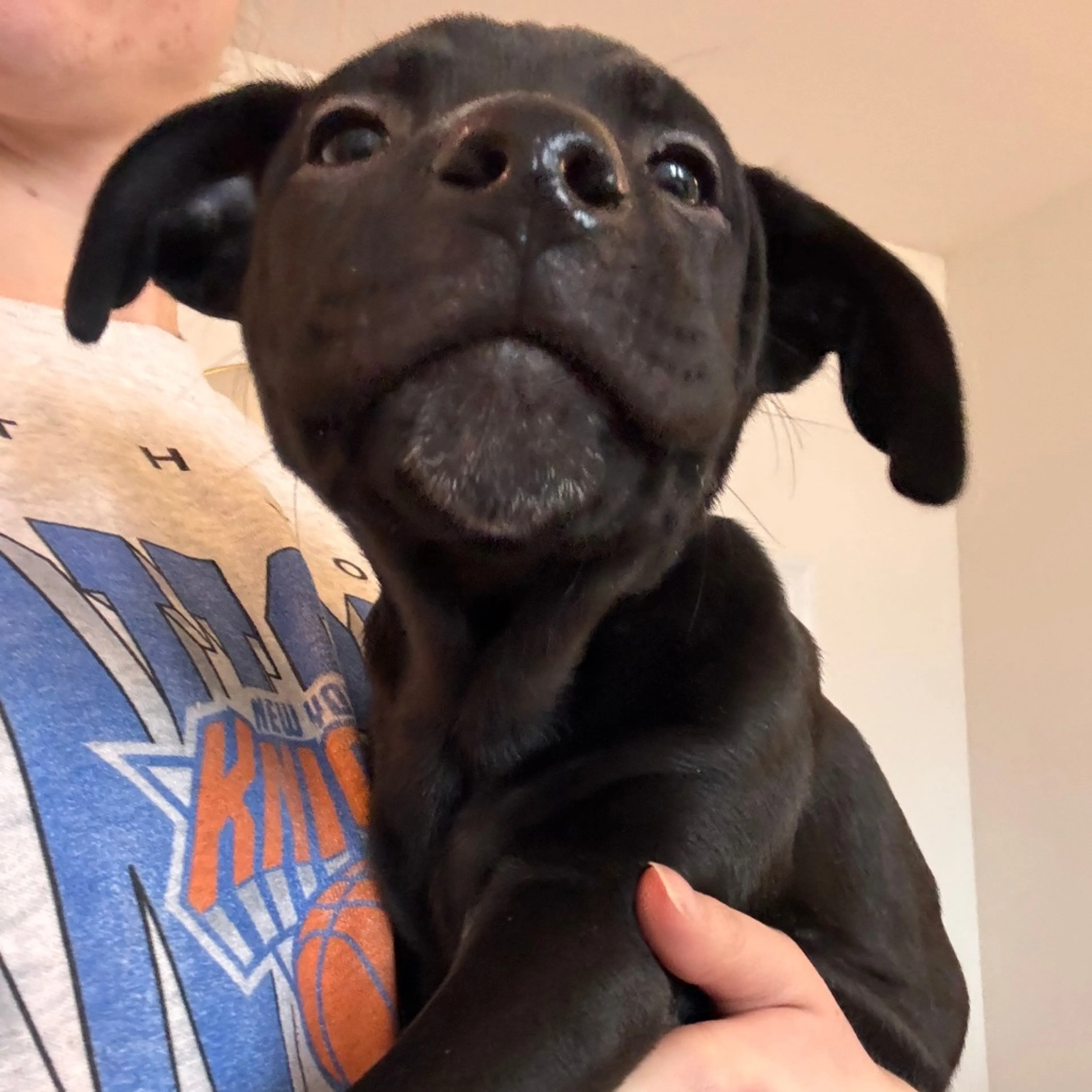 Found pet-2