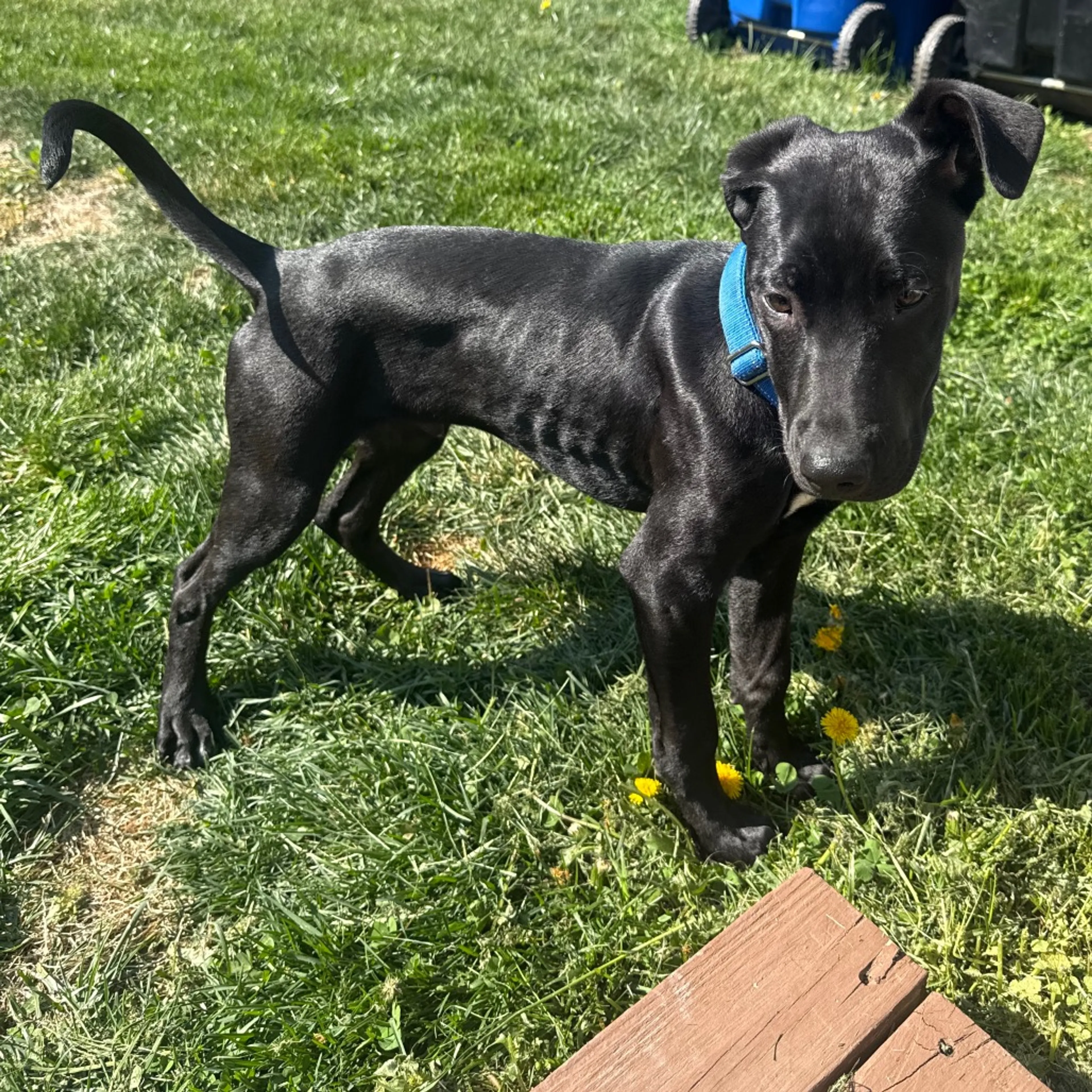 Found pet-7