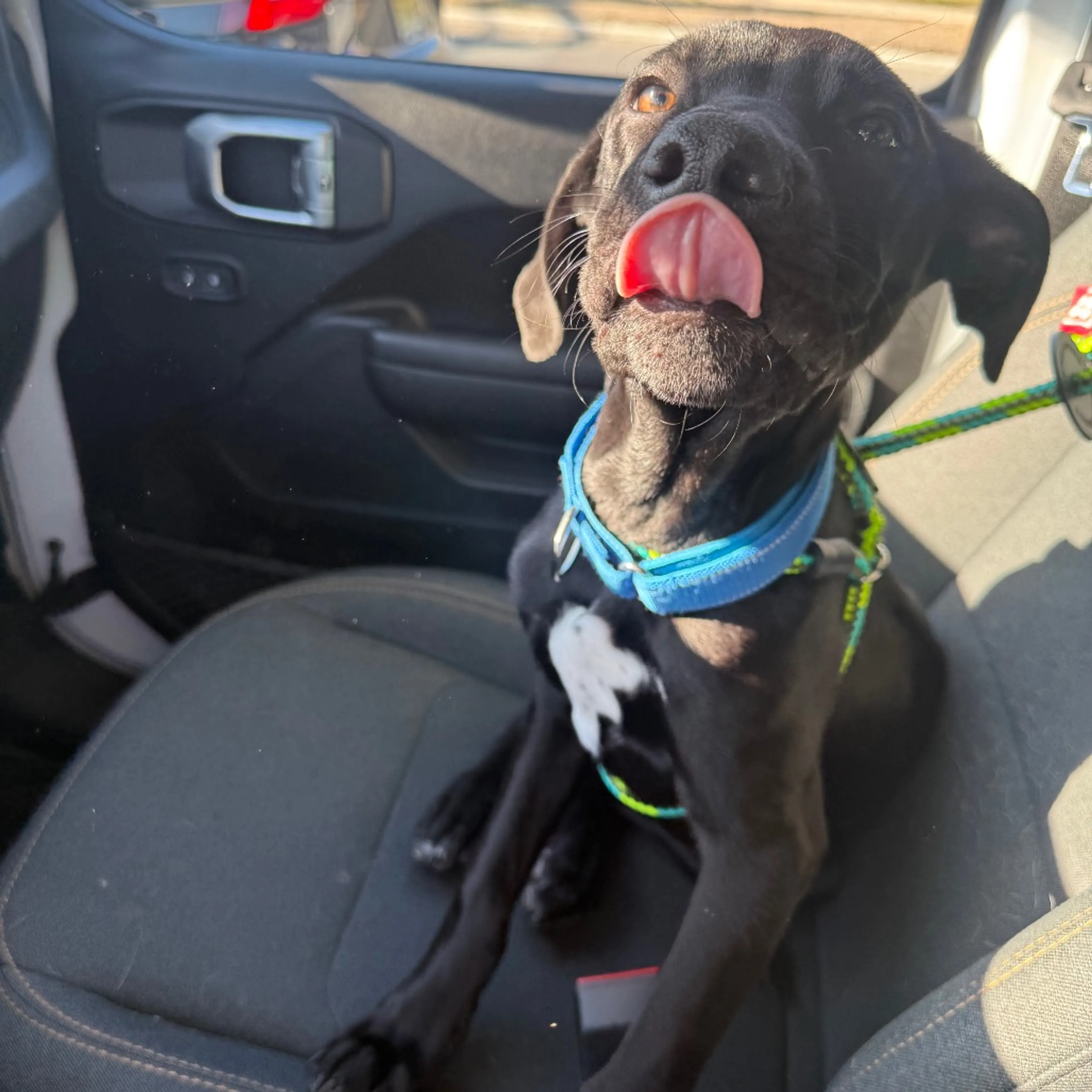 Found pet-6