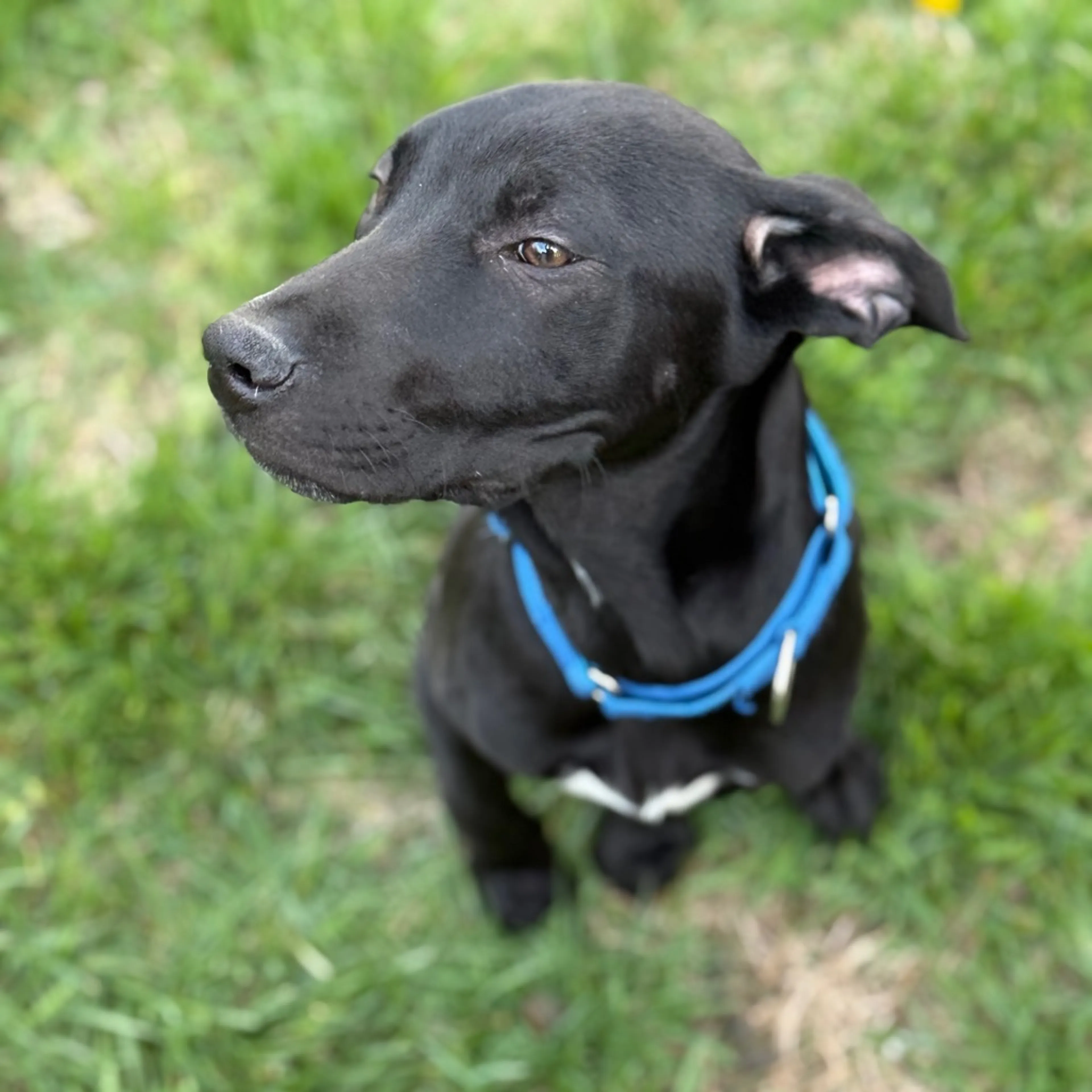Found pet-3