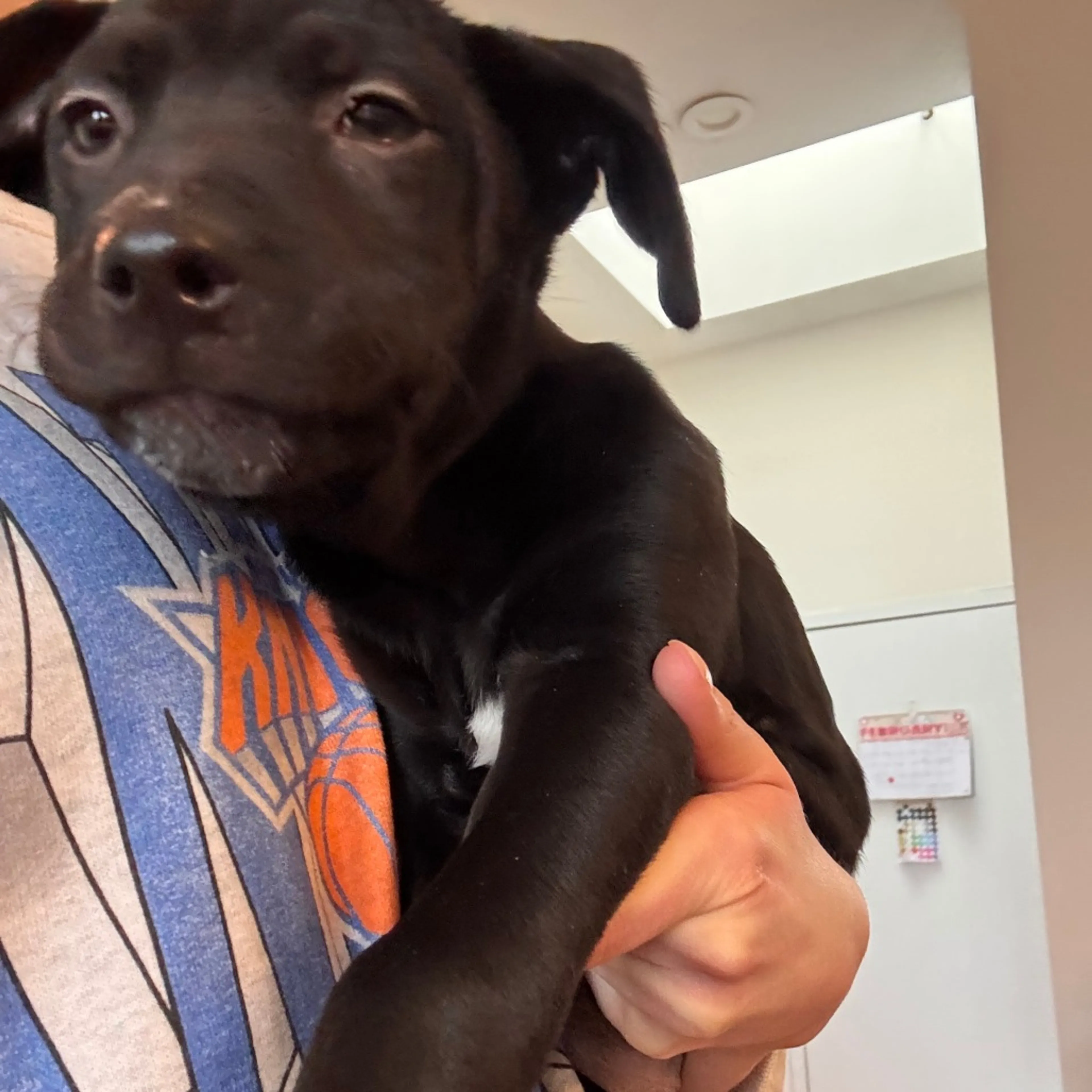 Found pet-2