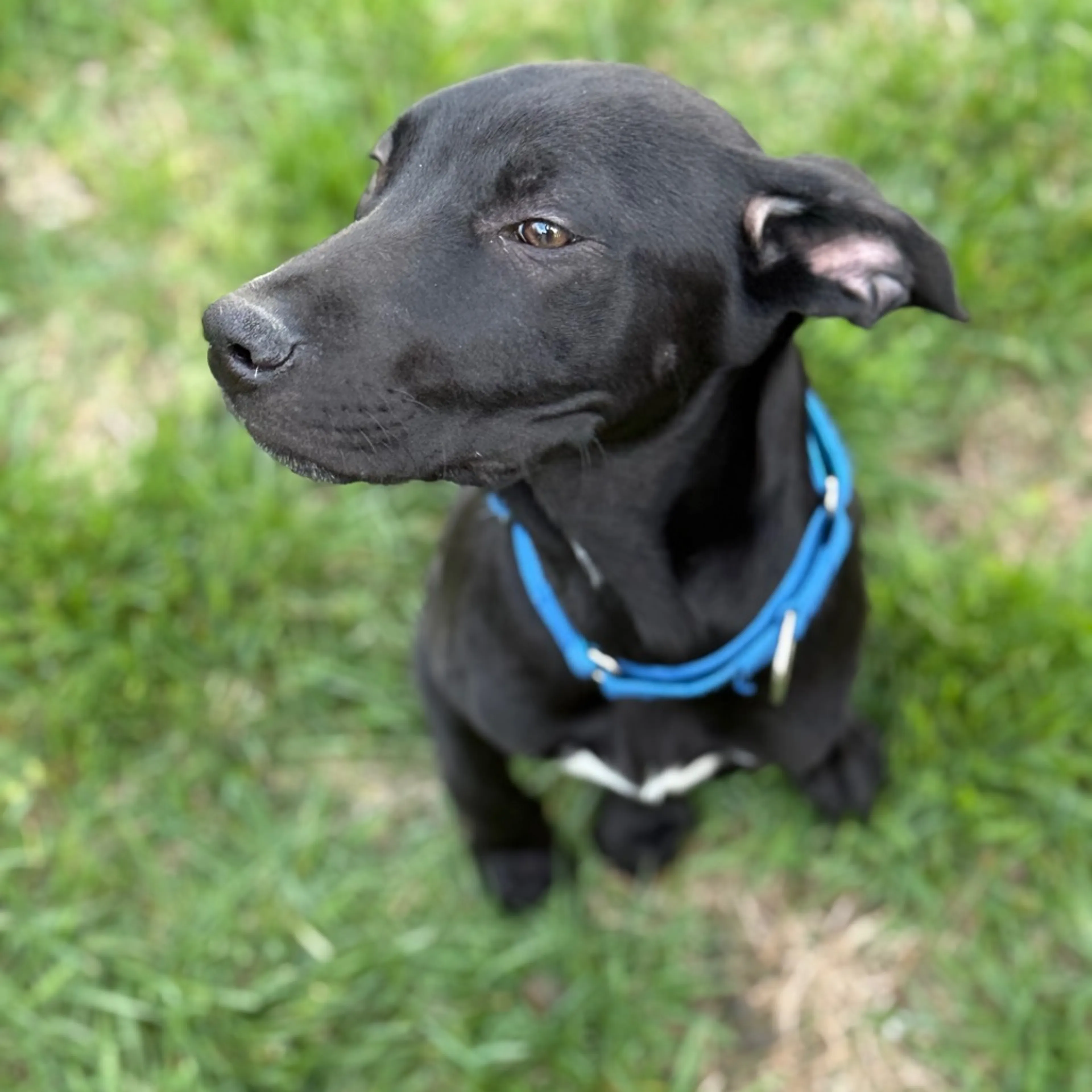 Found pet-8