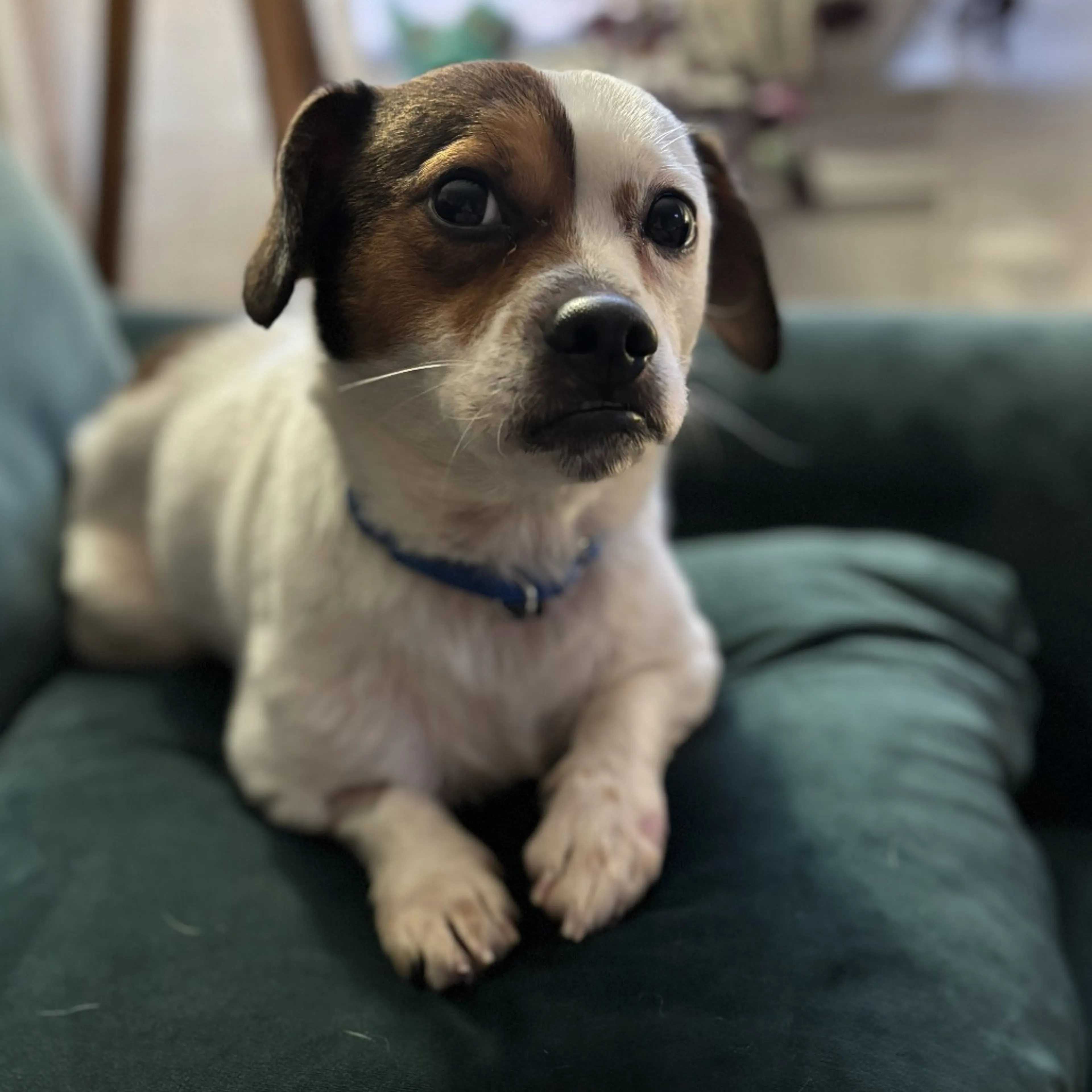 Found pet-2