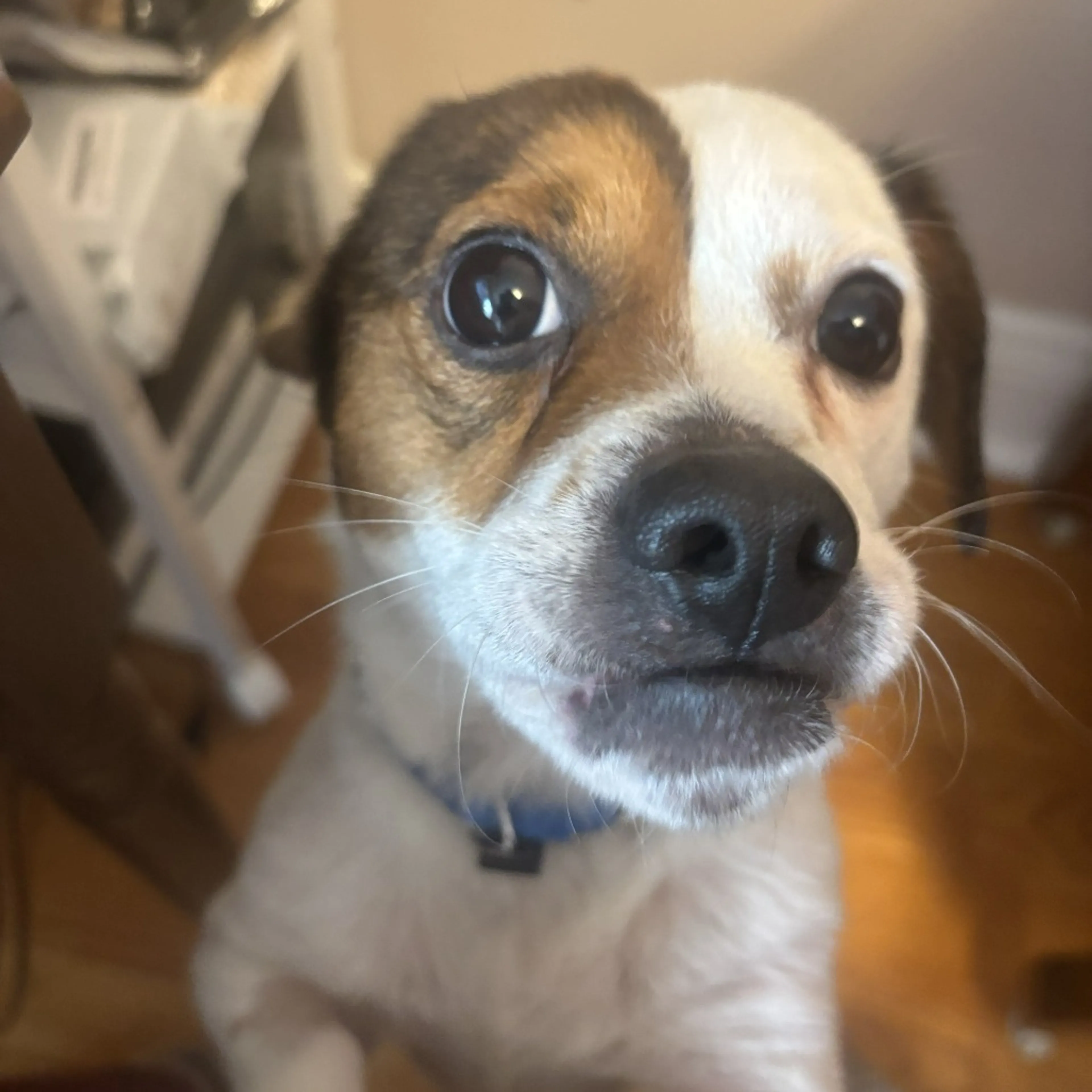 Found pet-1