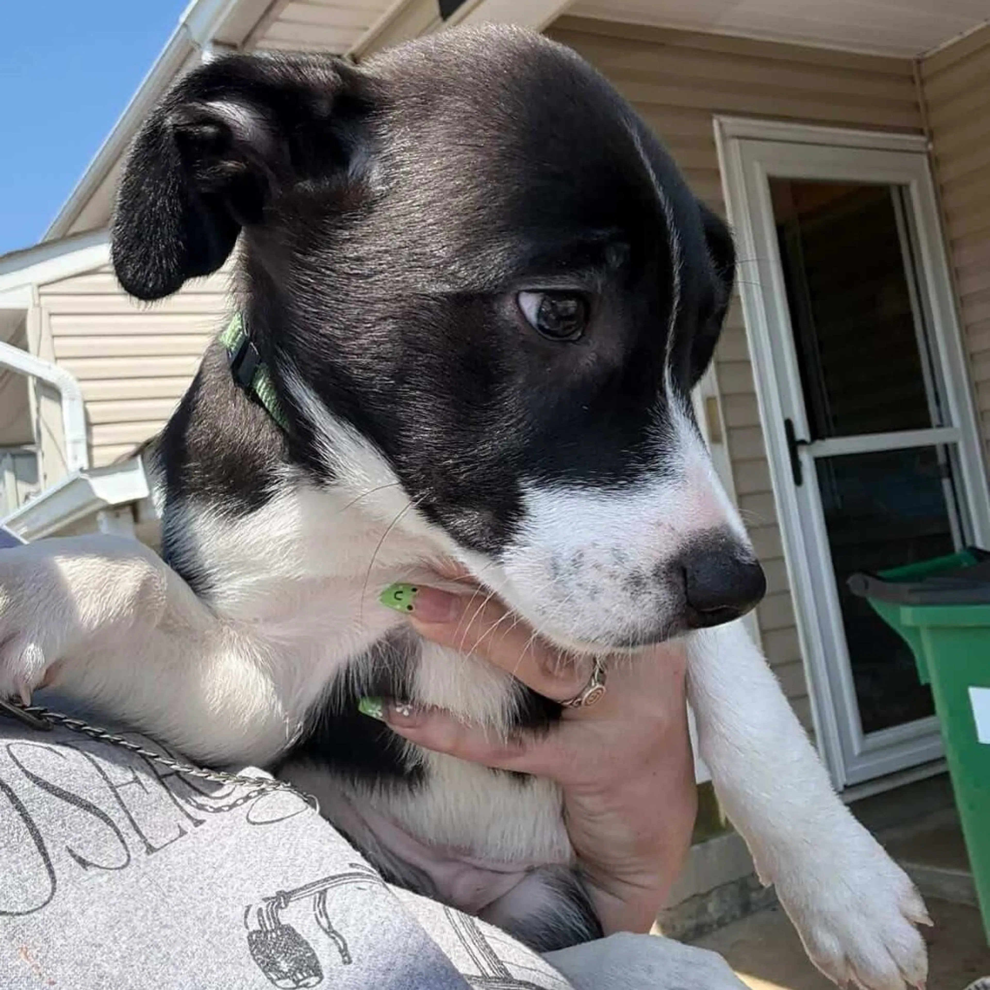 Found pet-1