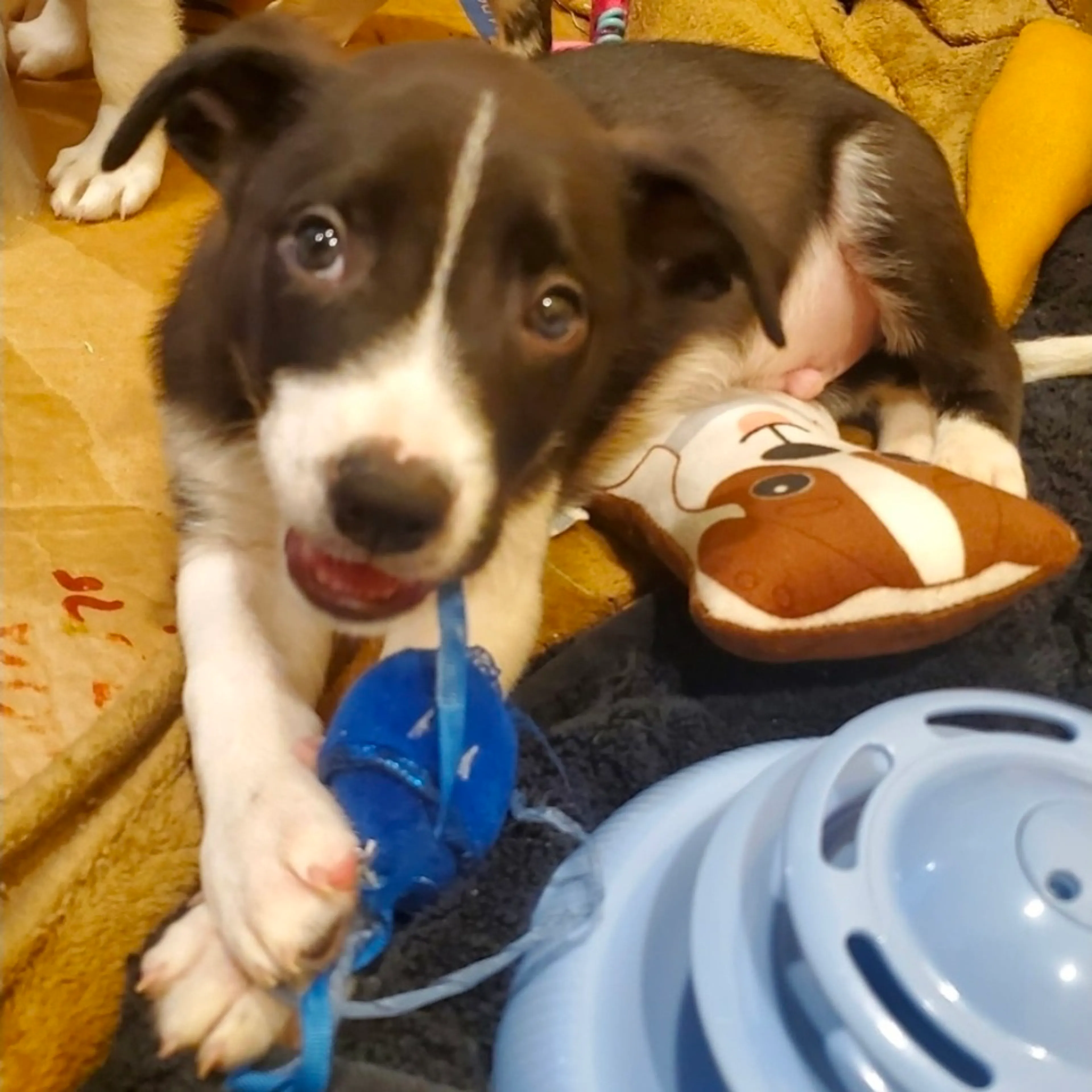 Found pet-2