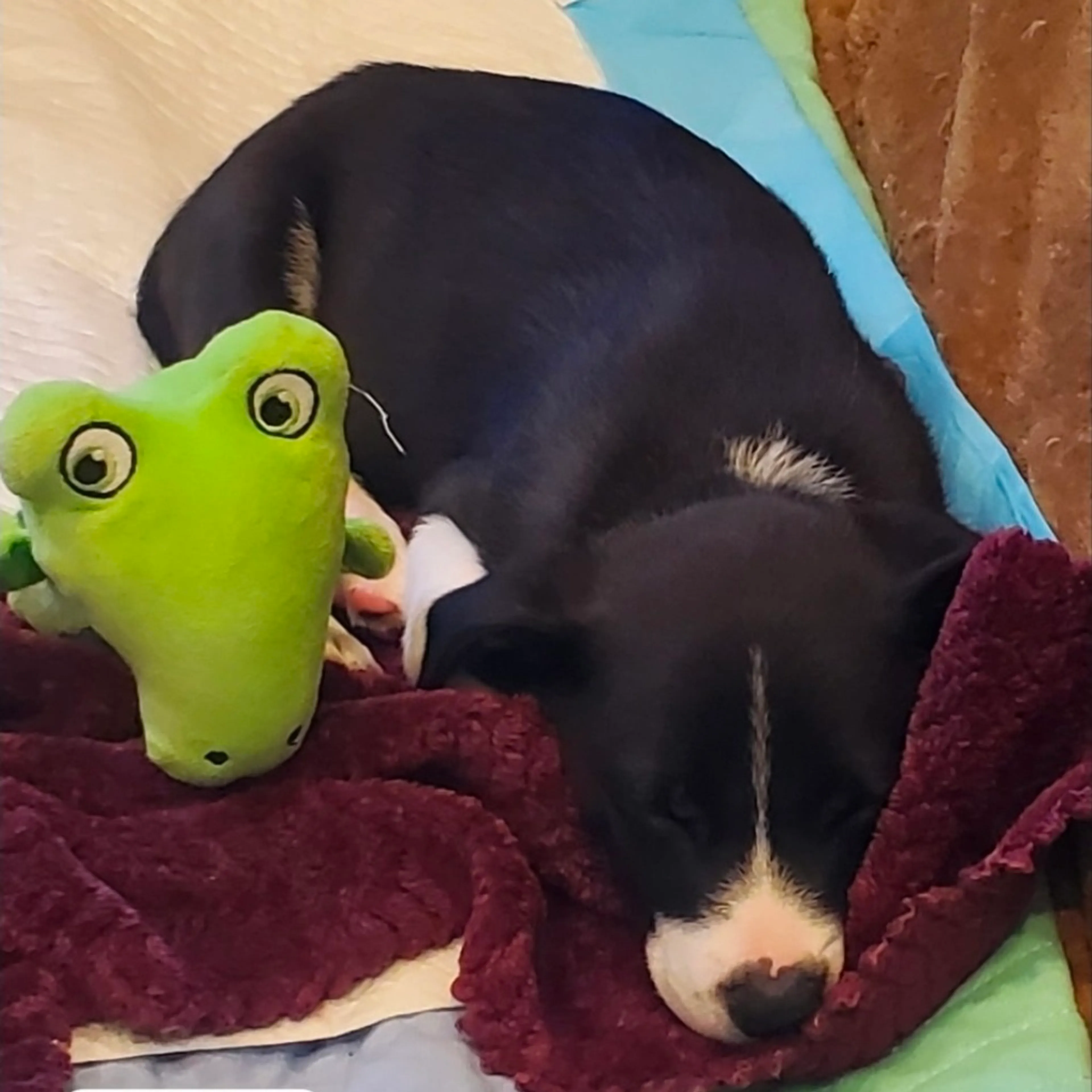 Found pet-4