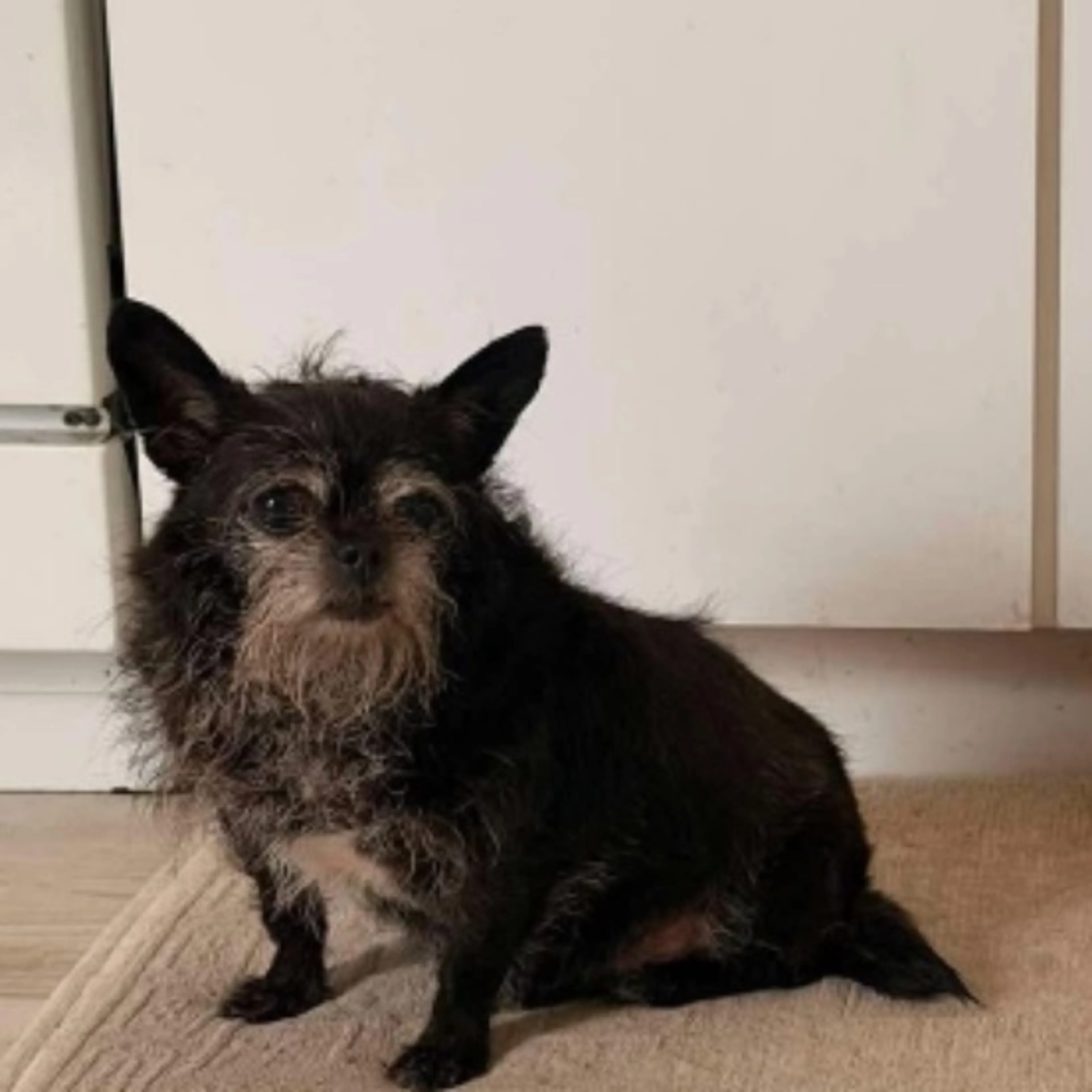 Lost pet
