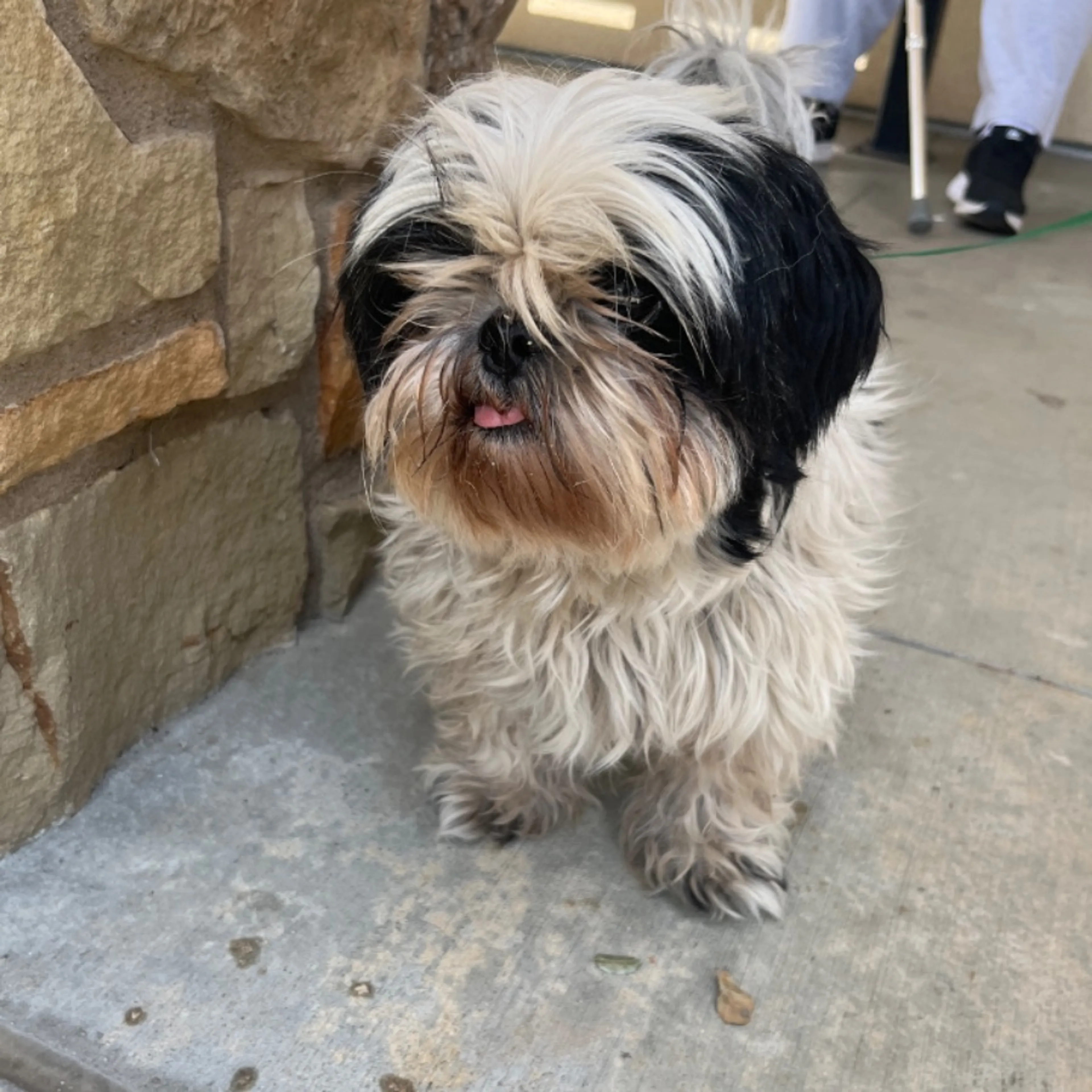 Found pet