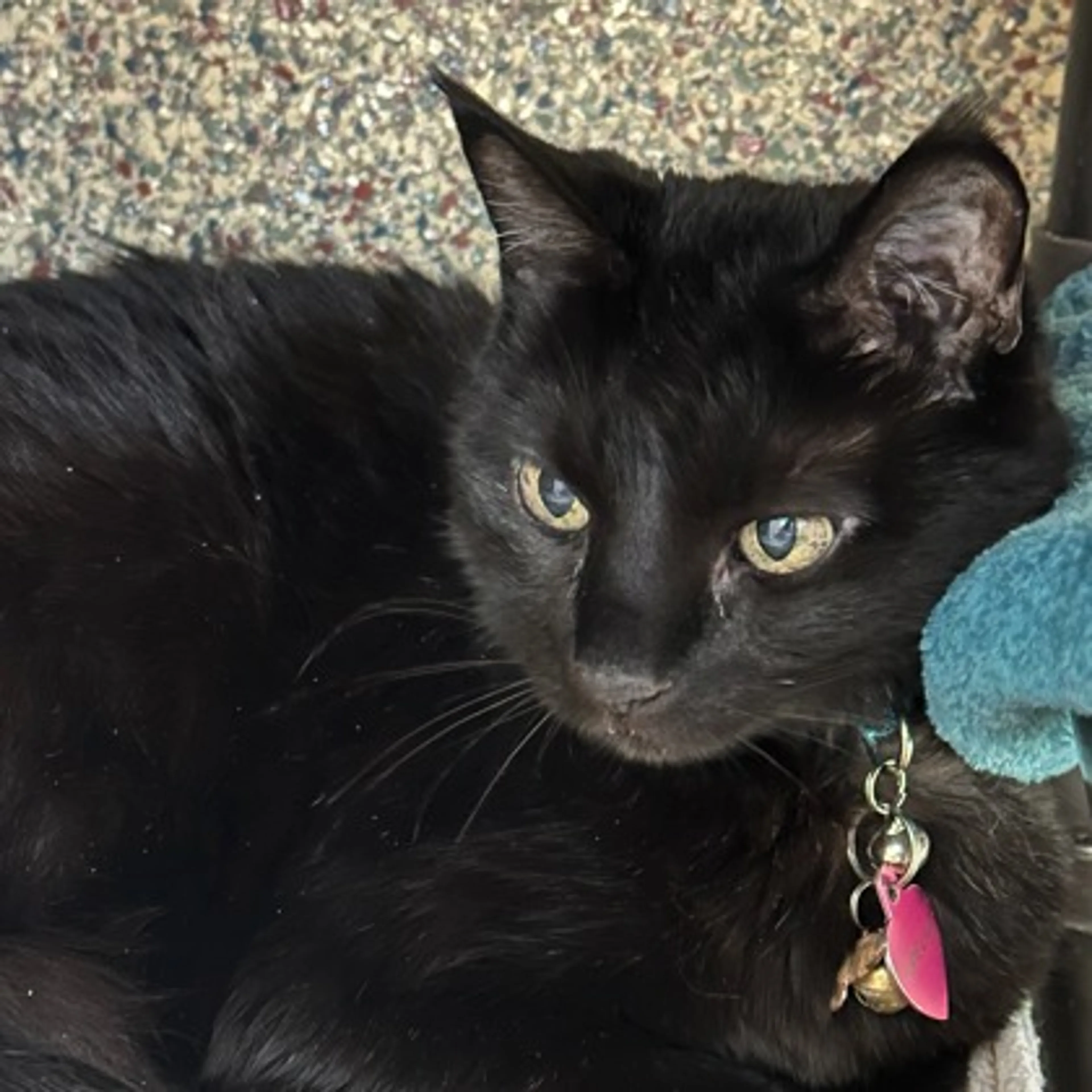 Found pet-1