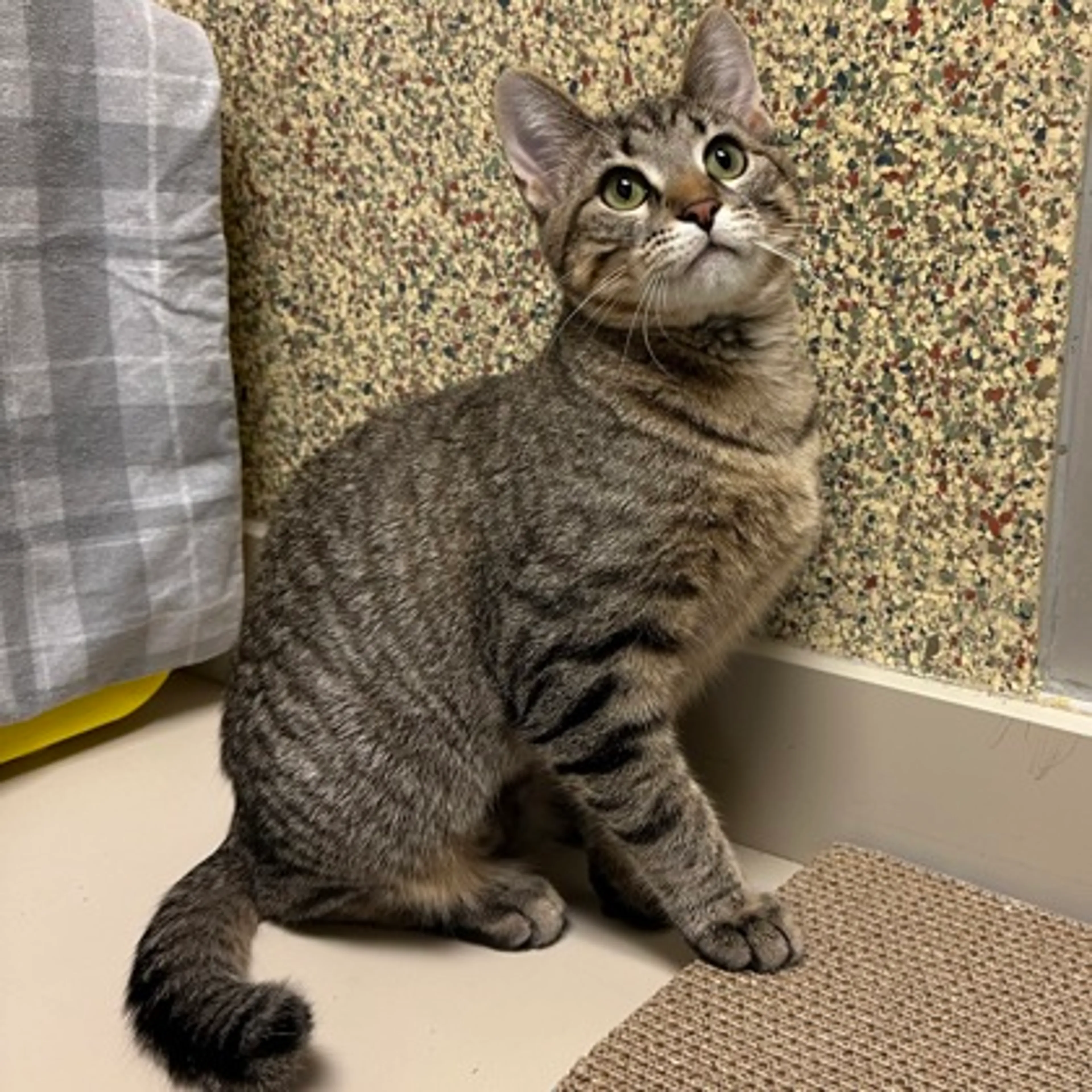 Found pet-2