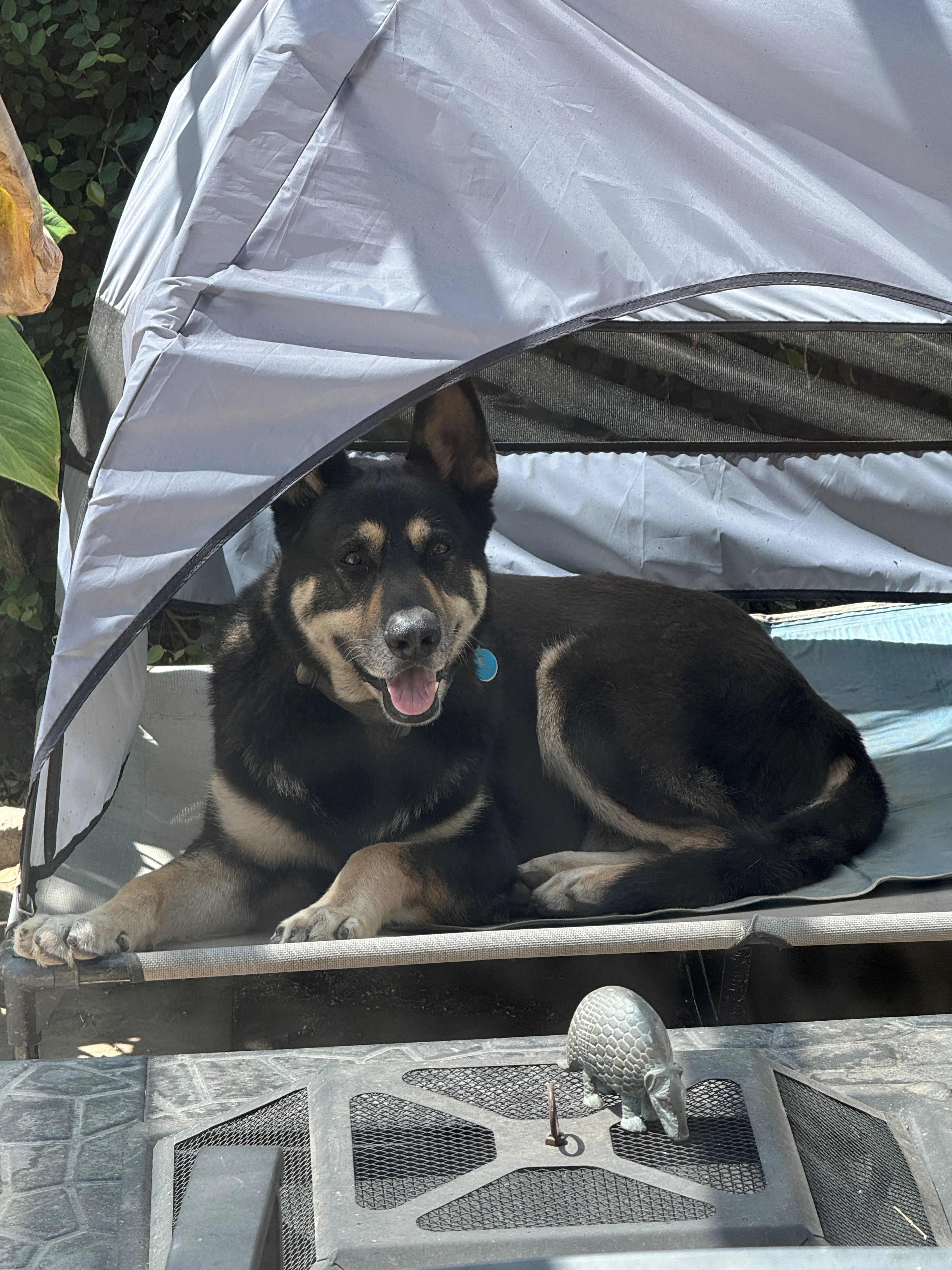 Lost pet-2