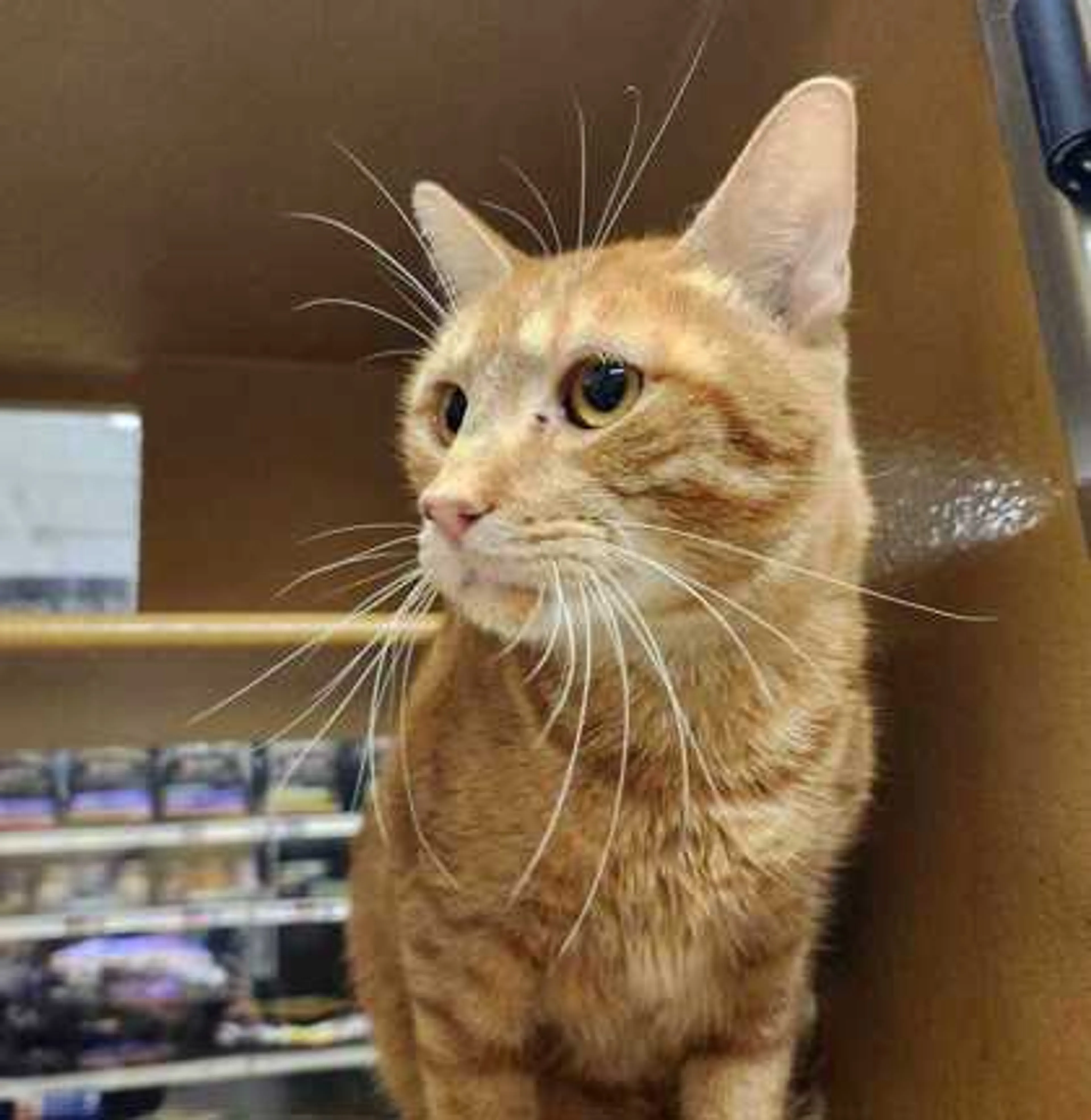 Found pet-1