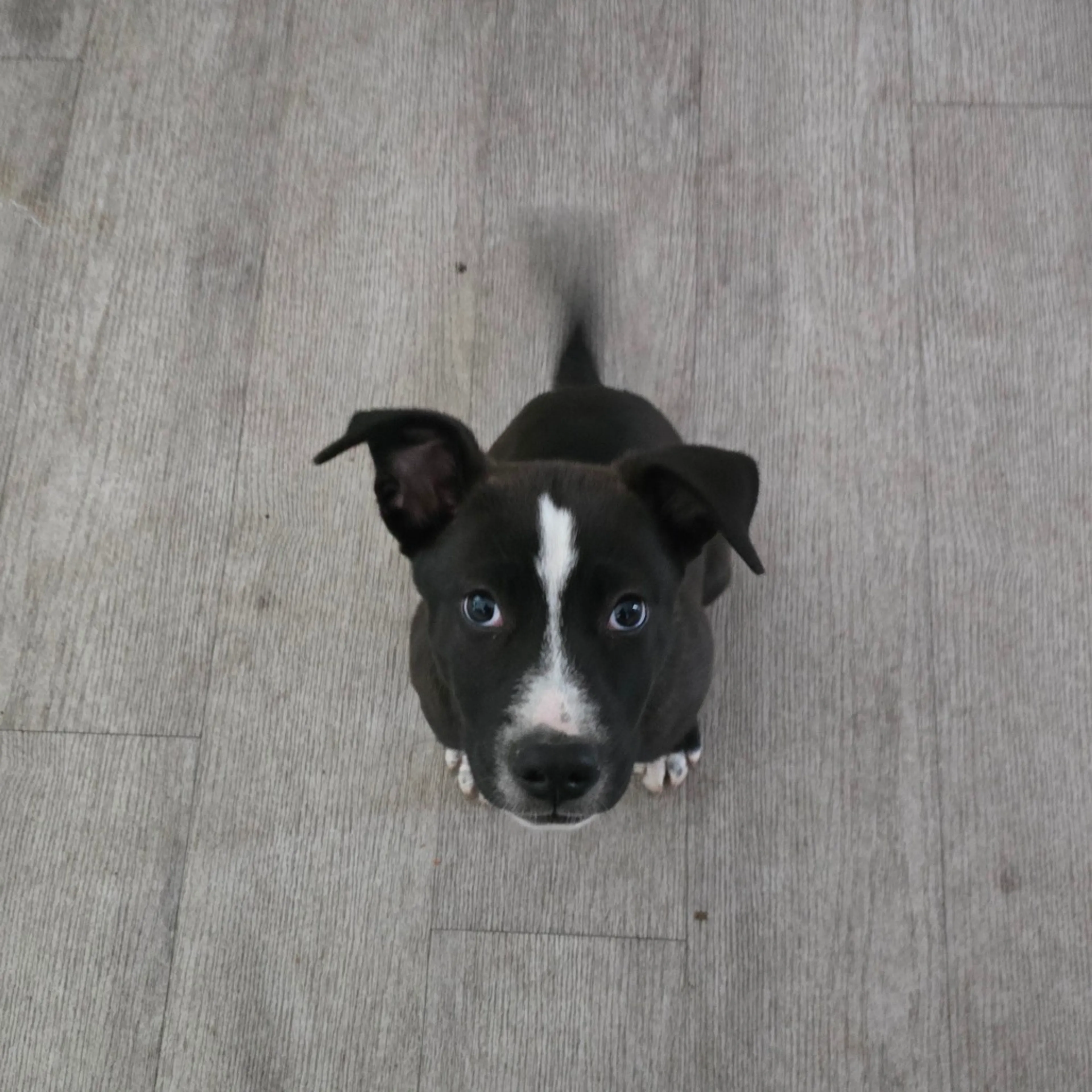 Found pet-1