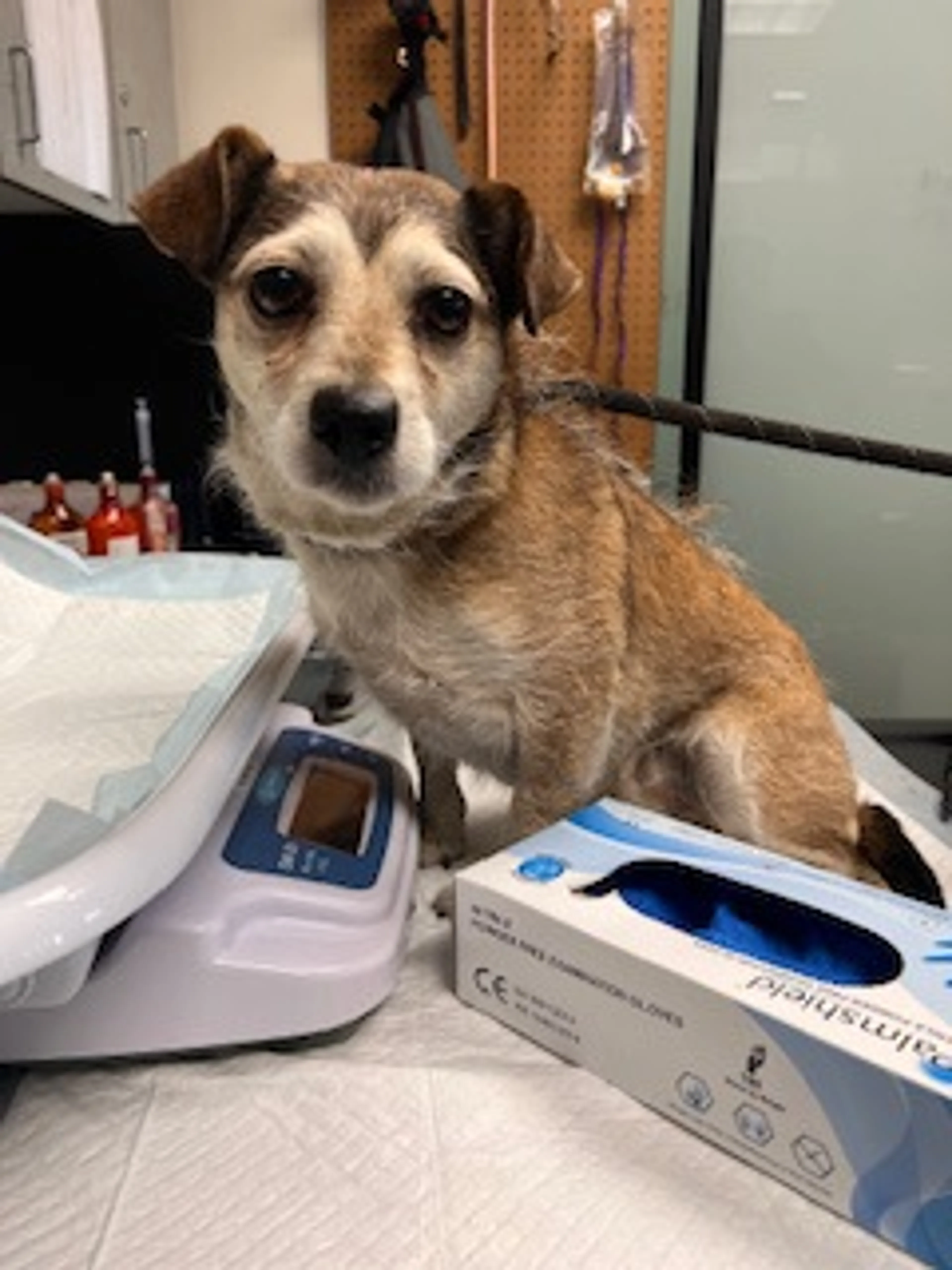 Found pet-2