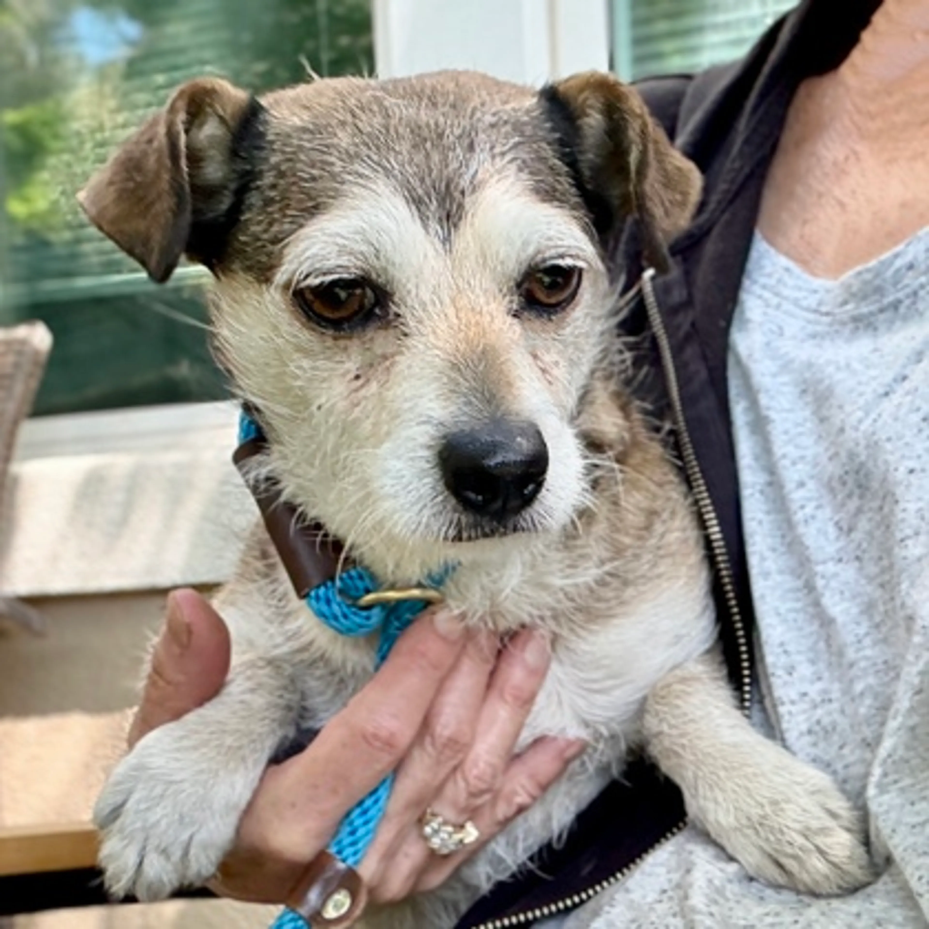 Found pet-1