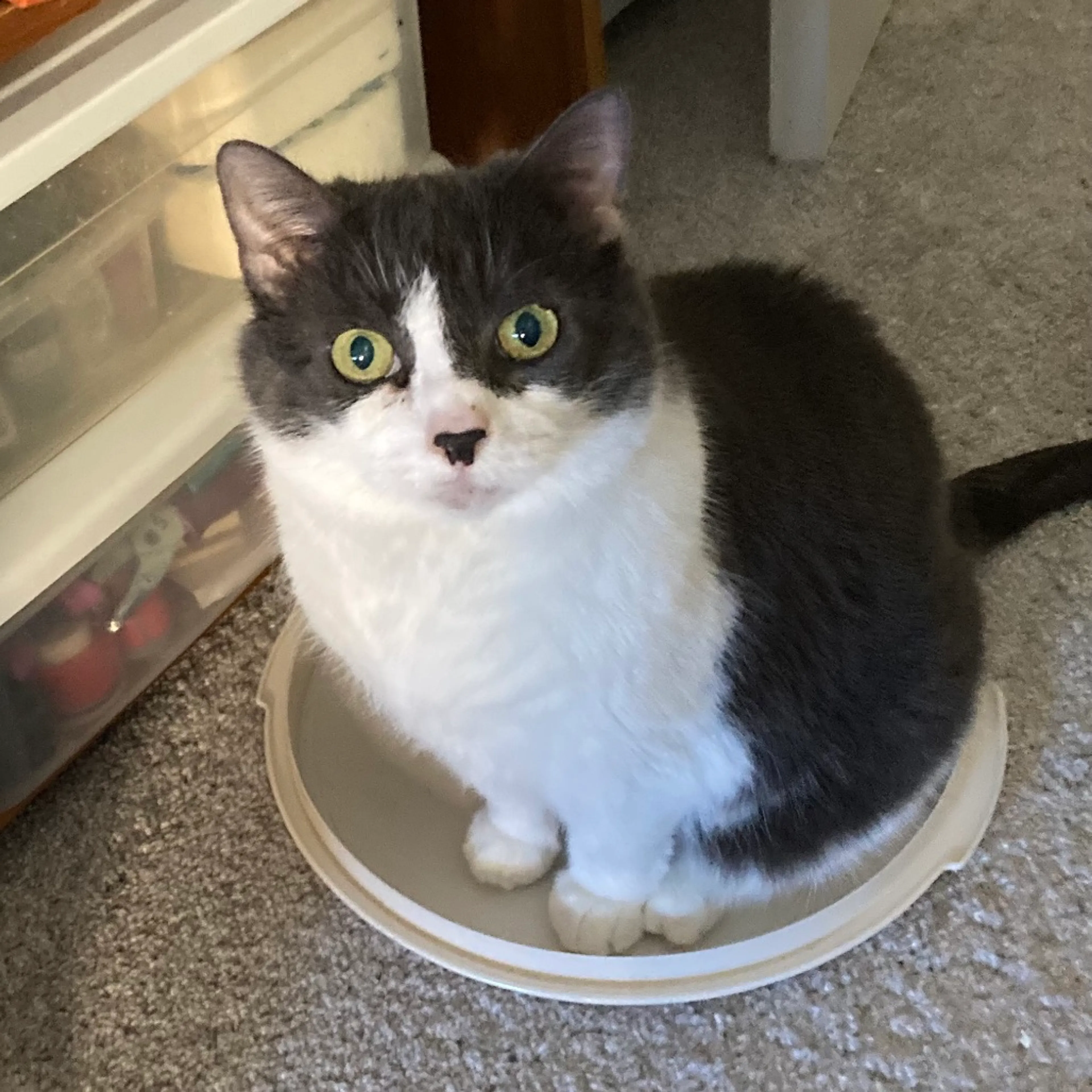 Found pet-8