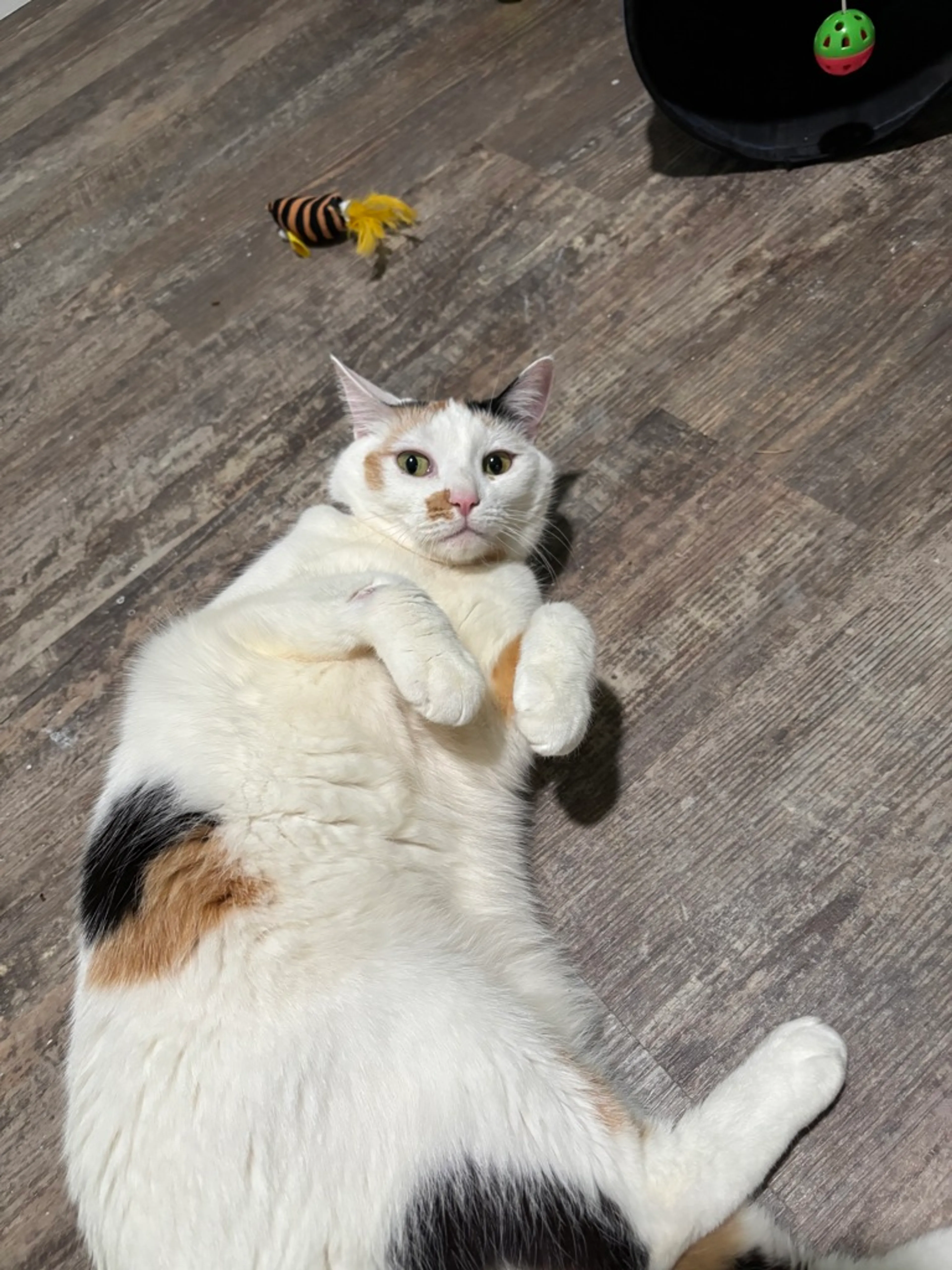 Found pet-3