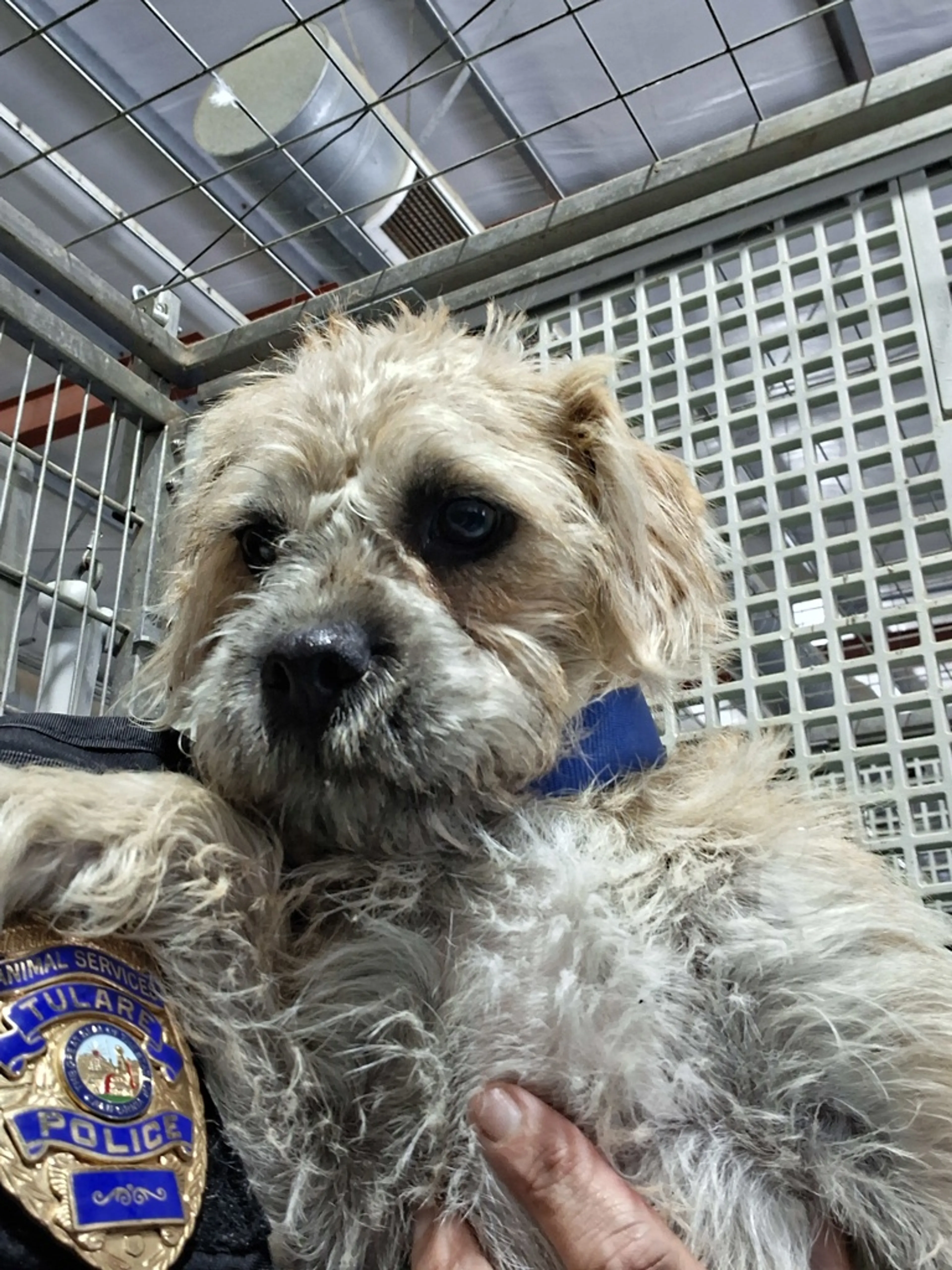Found pet