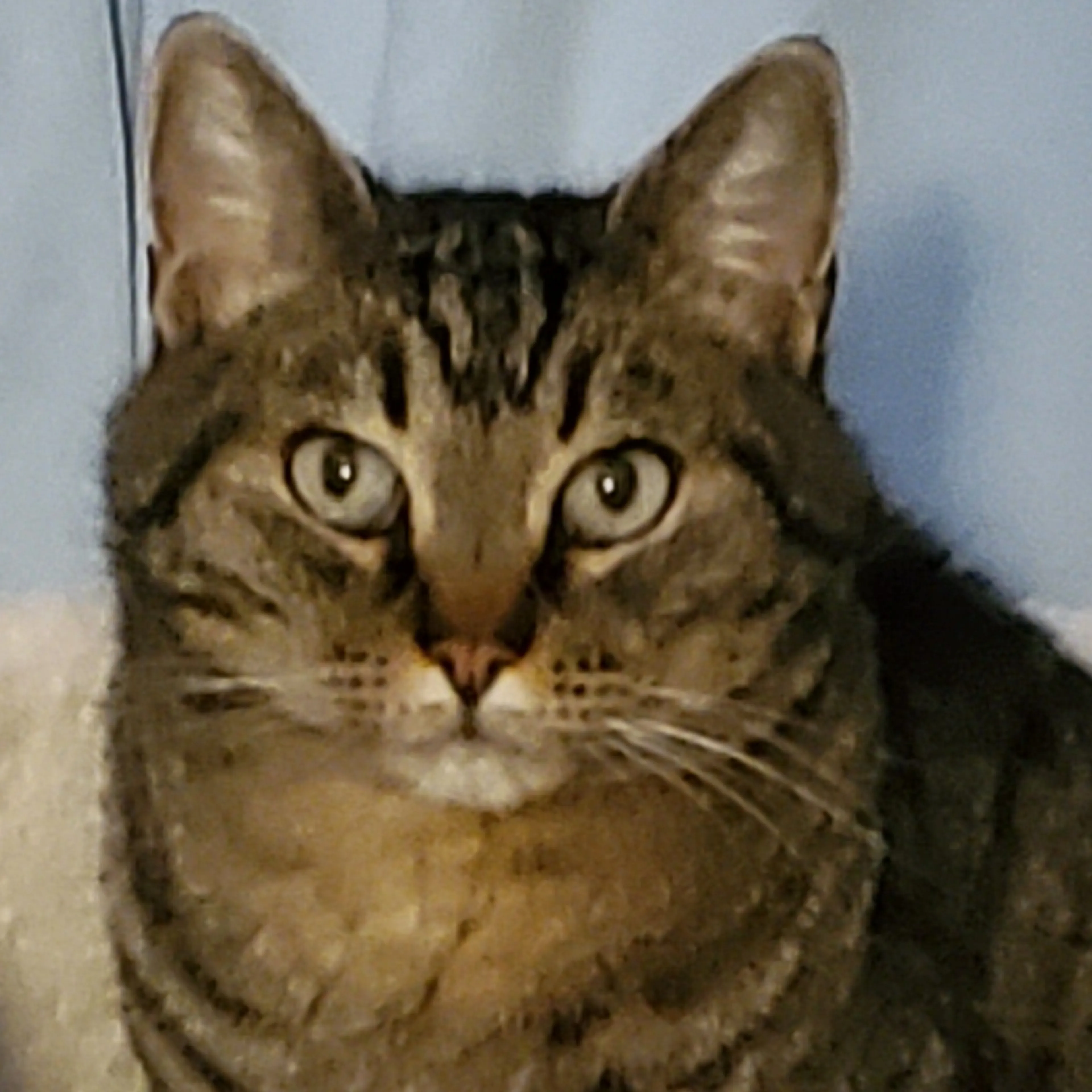 Lost pet-3