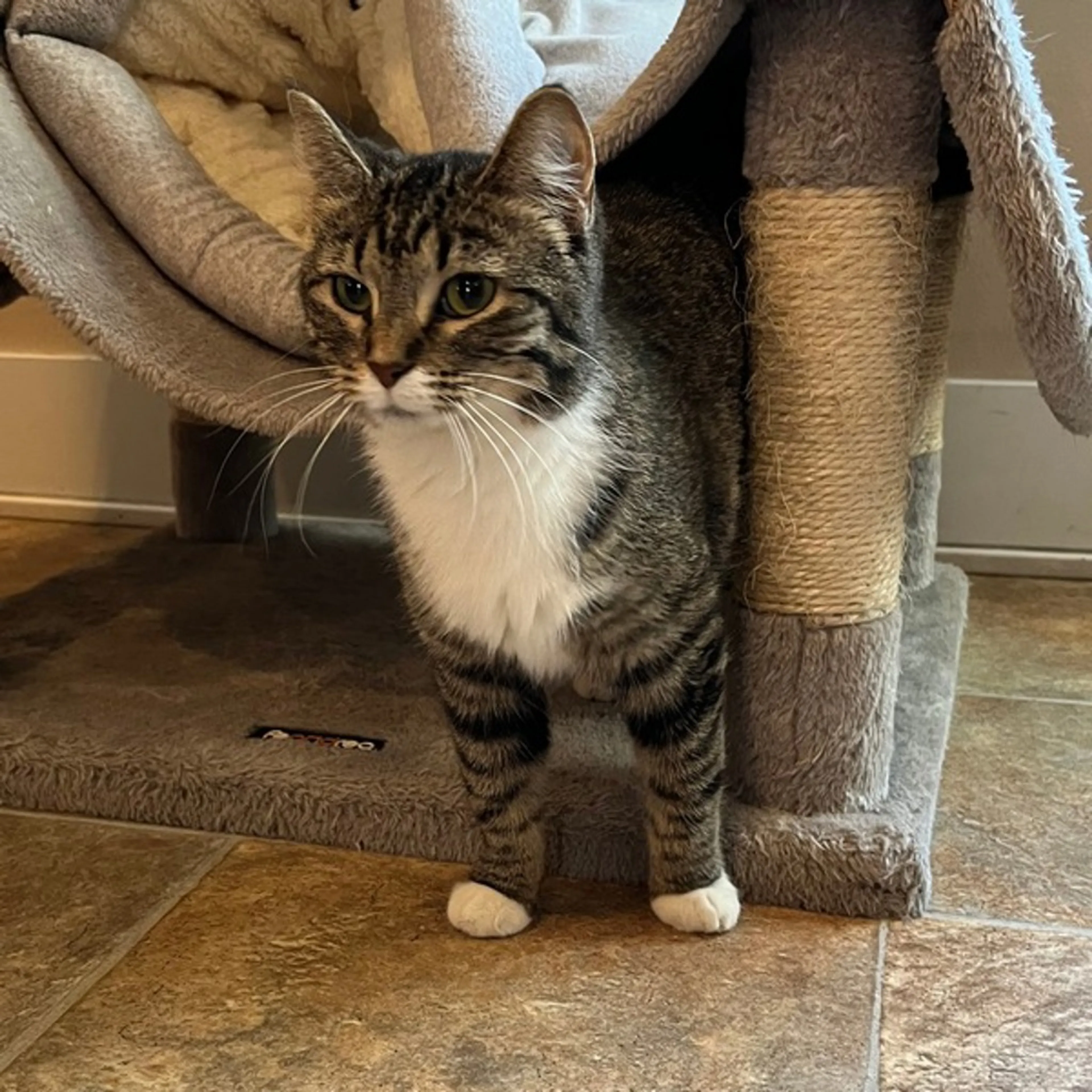 Found pet