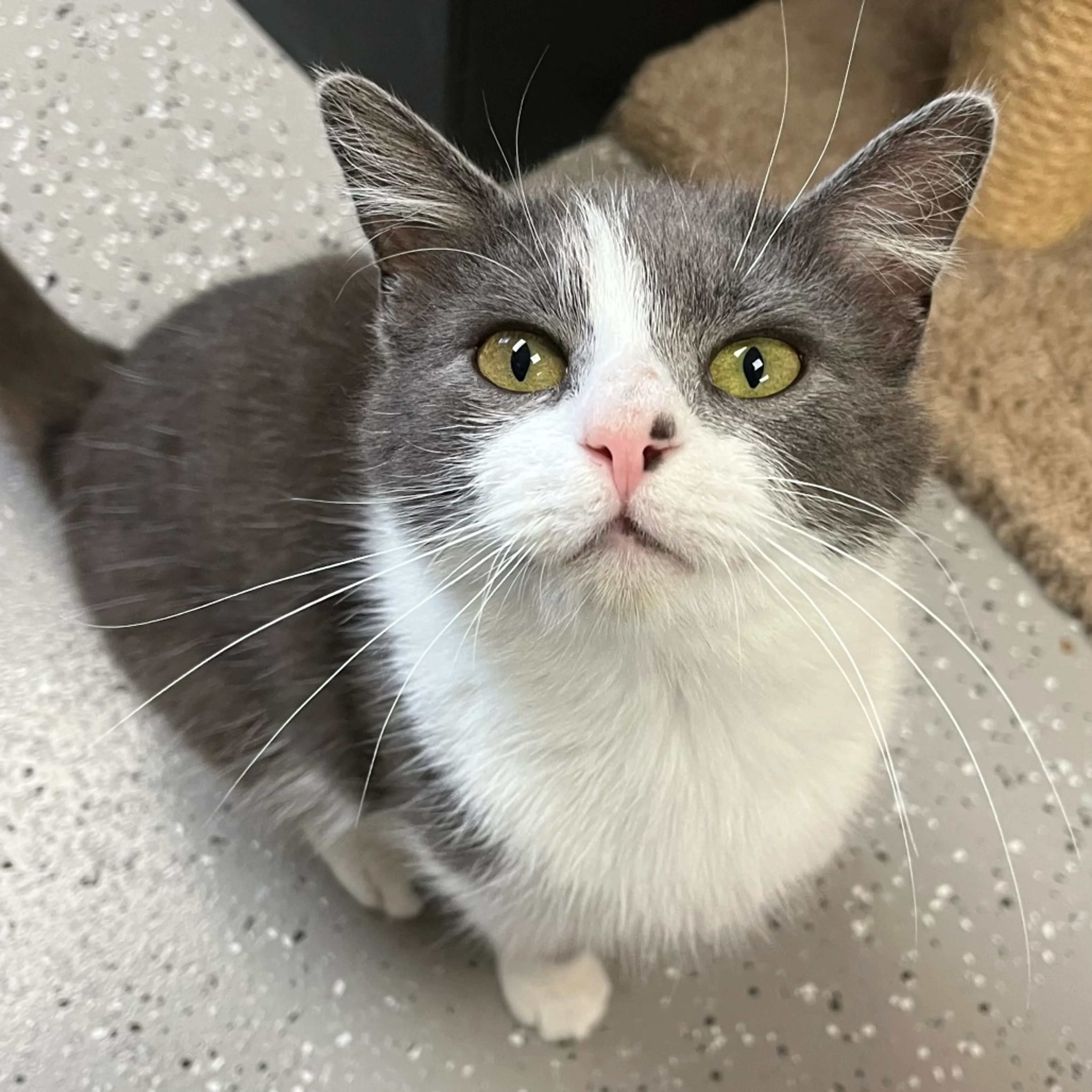 Found pet
