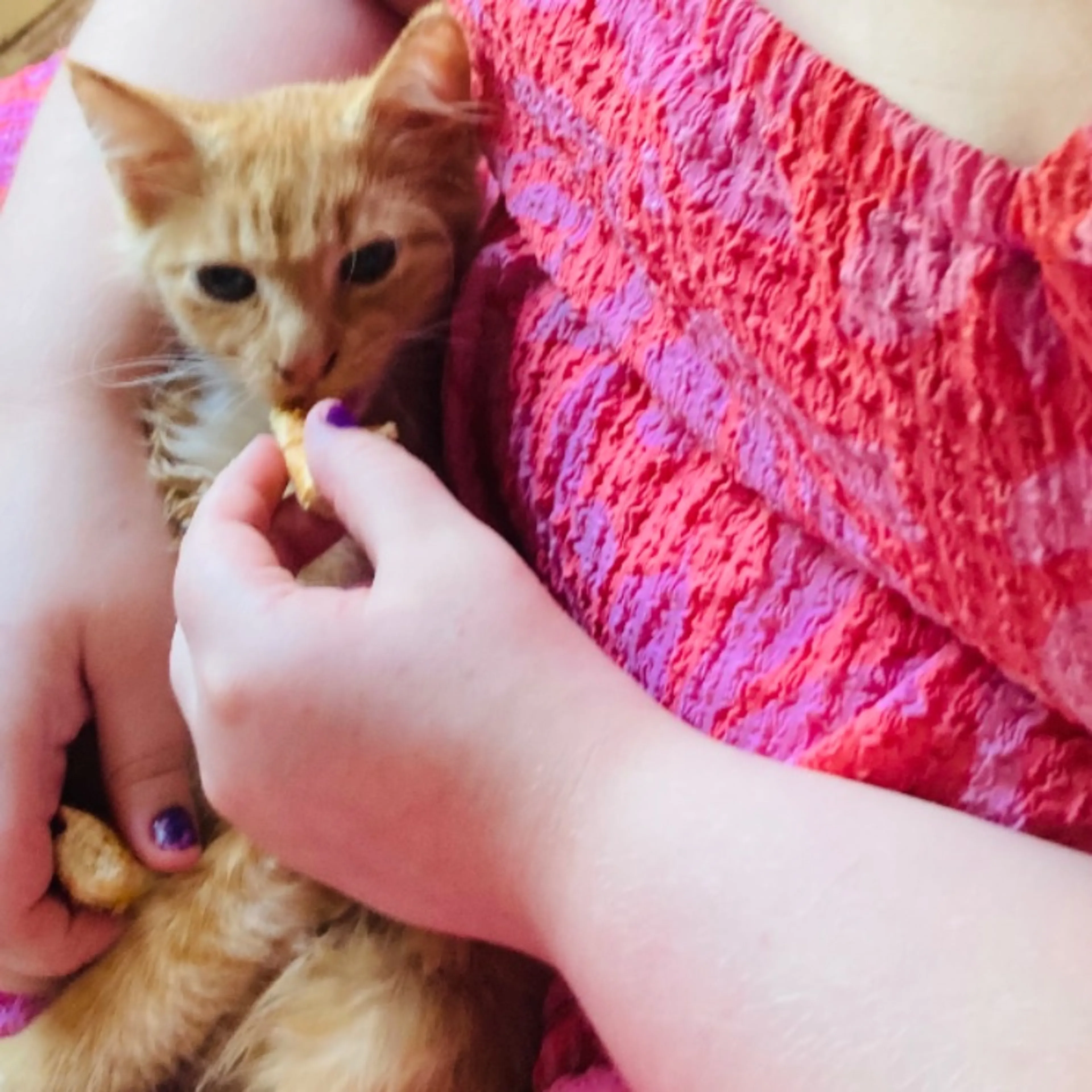 Lost pet