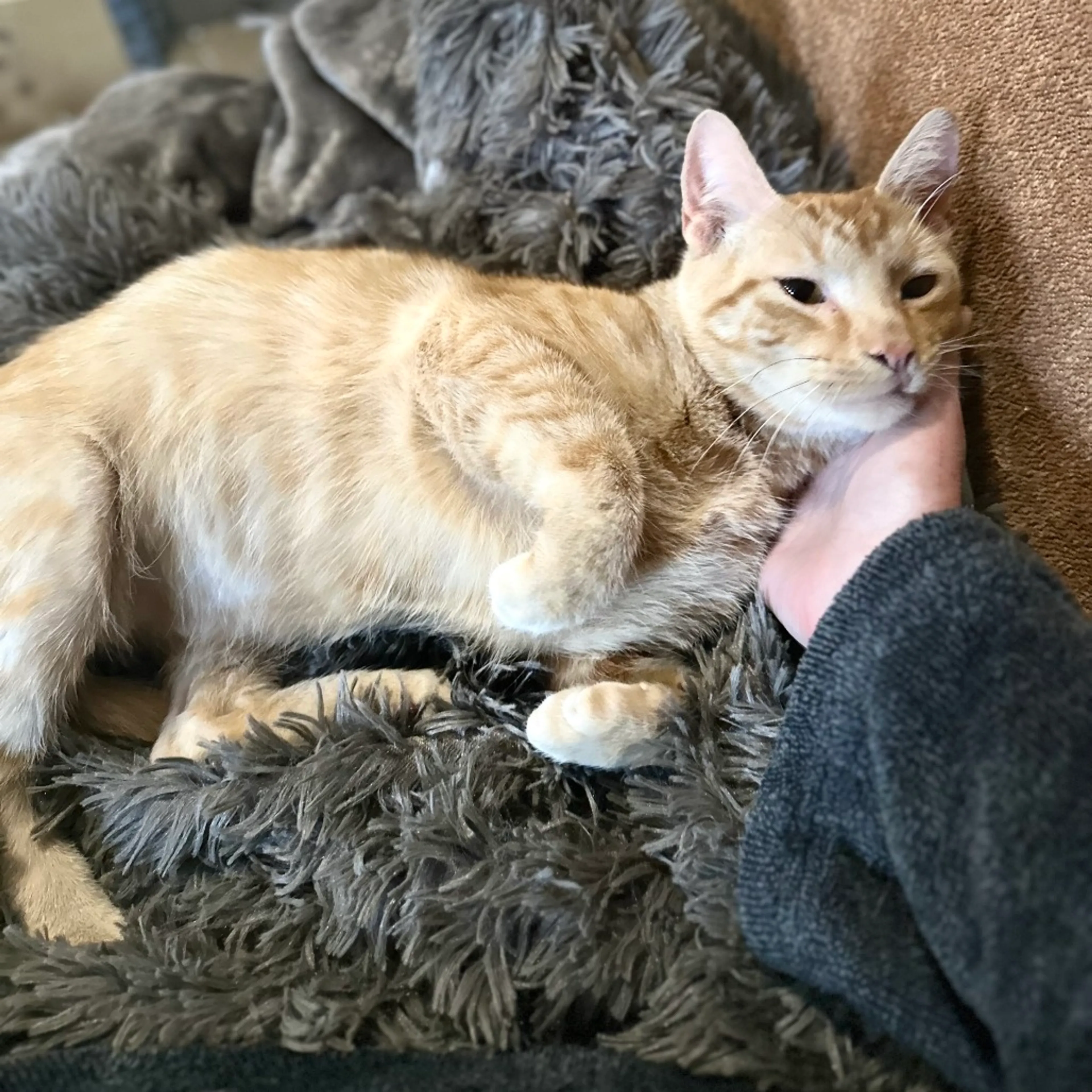 Found pet-2