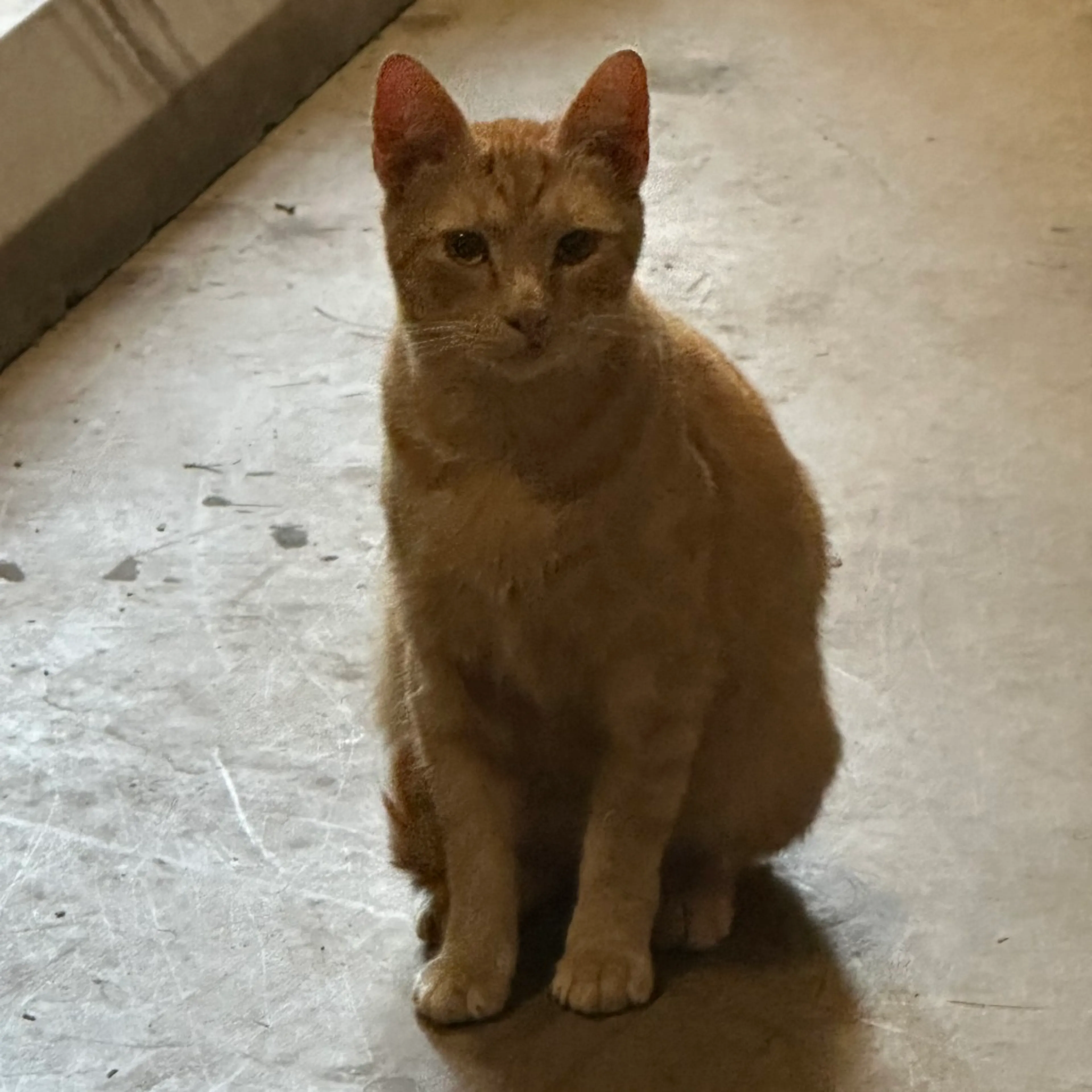 Found pet-0