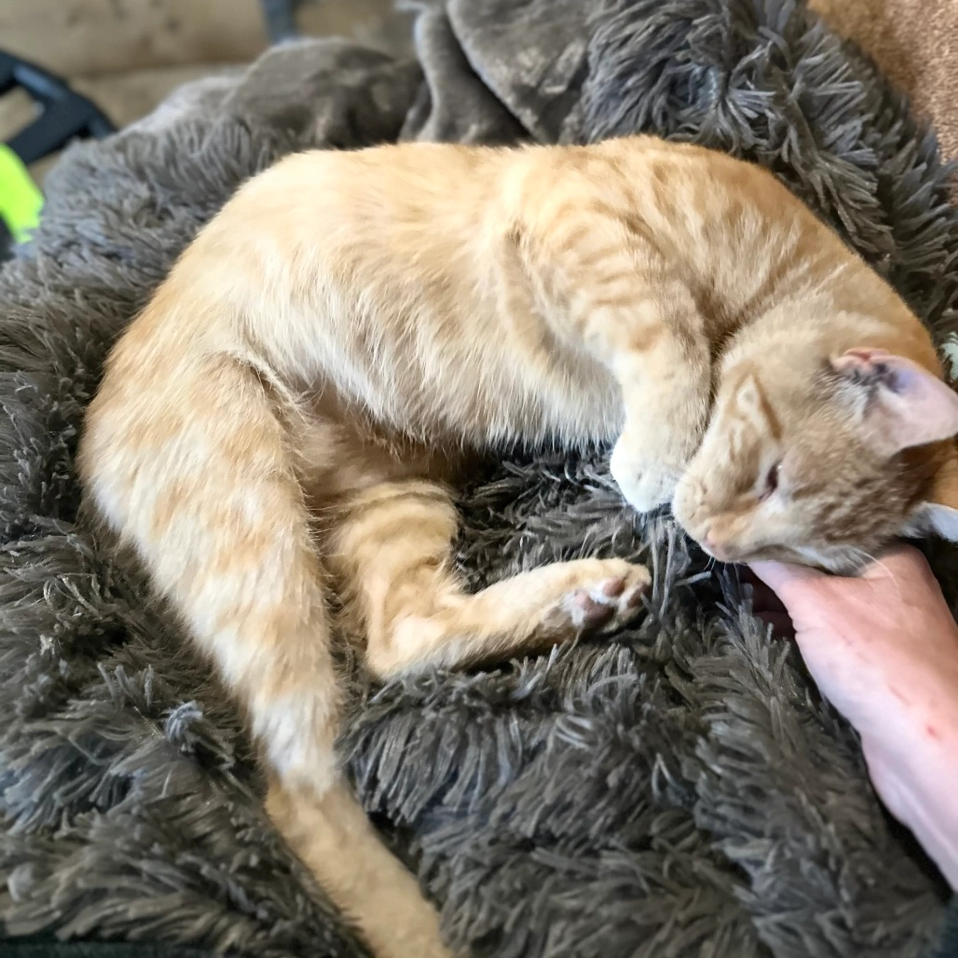 Found pet-1