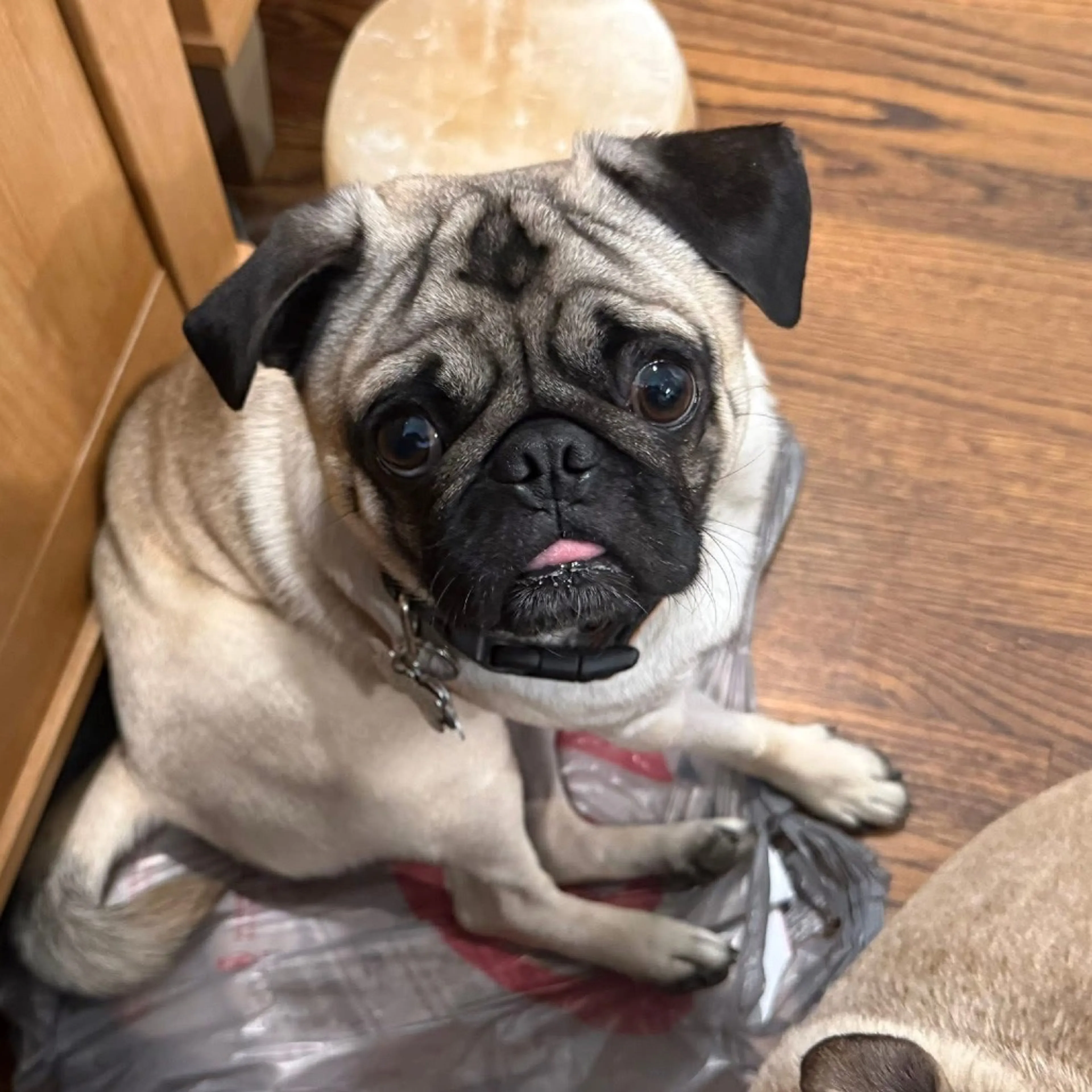 Found pet-11
