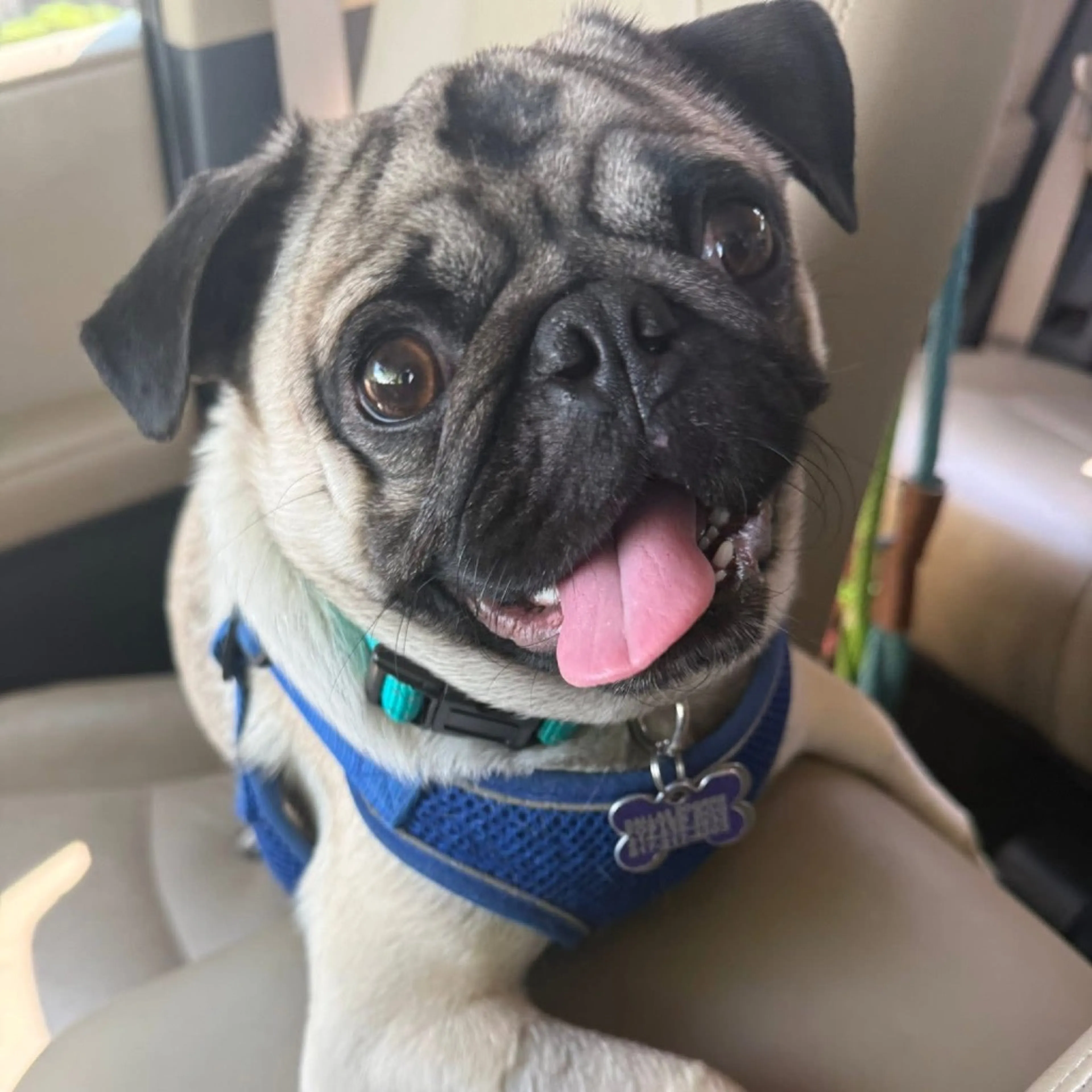 Found pet-17