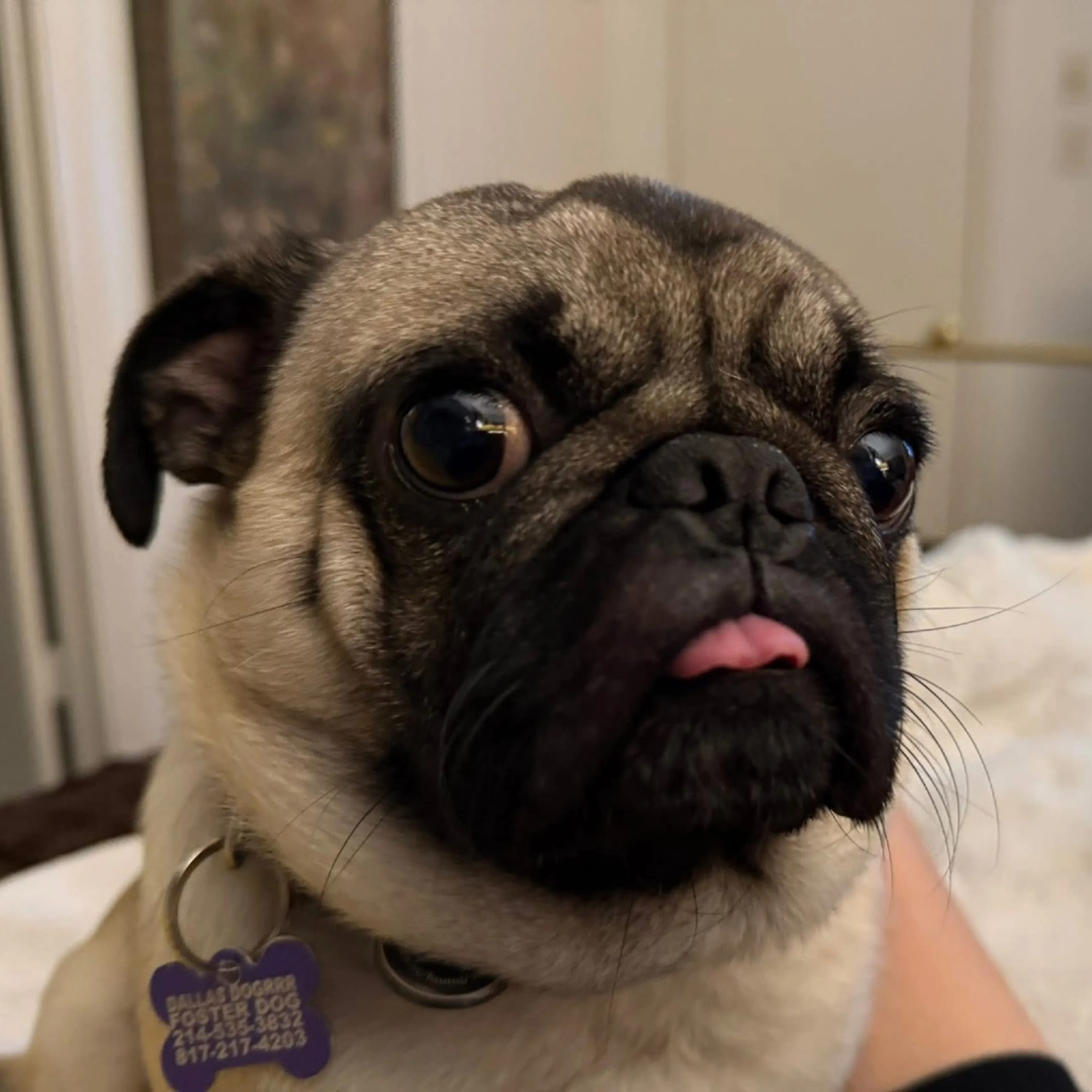 Found pet-5