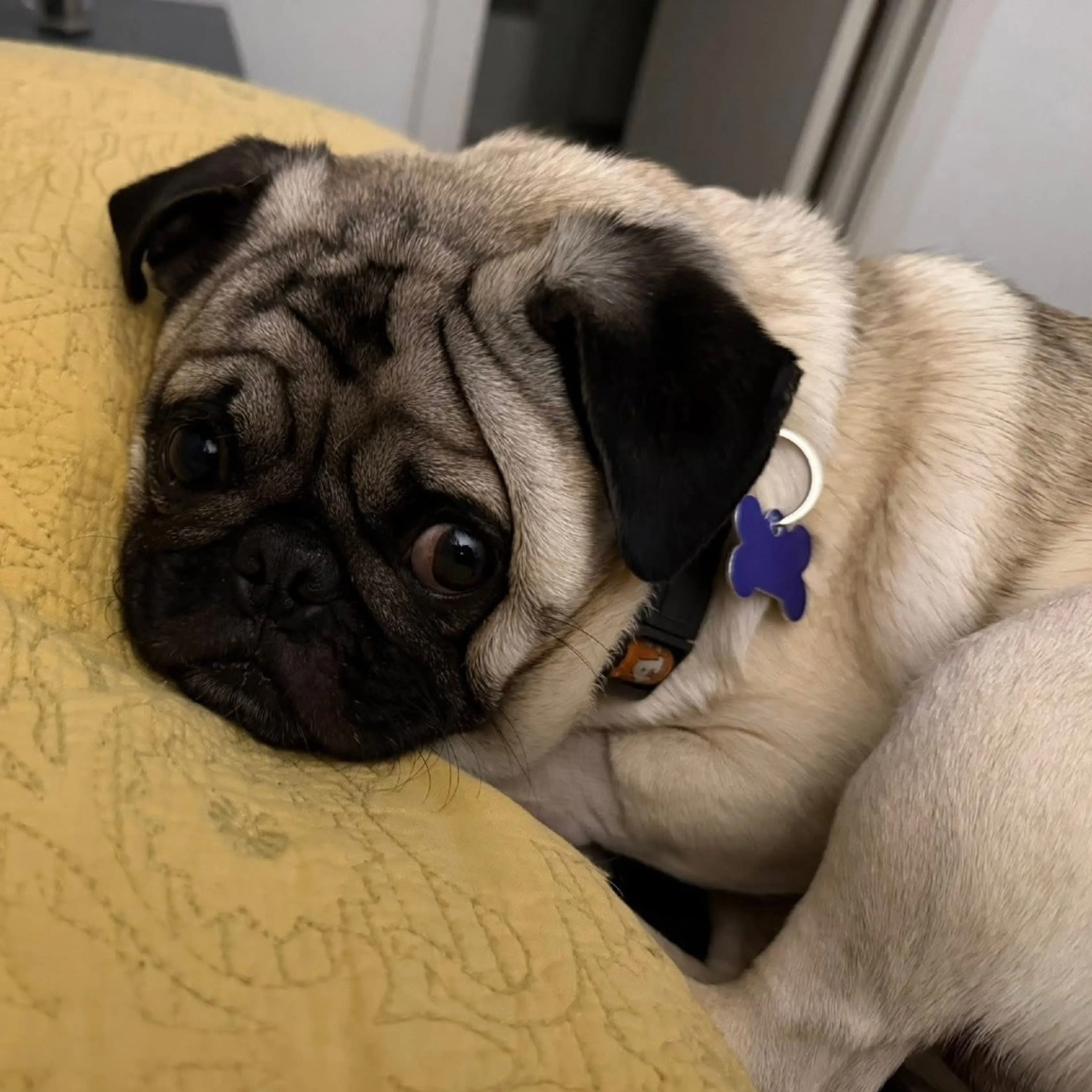 Found pet-4