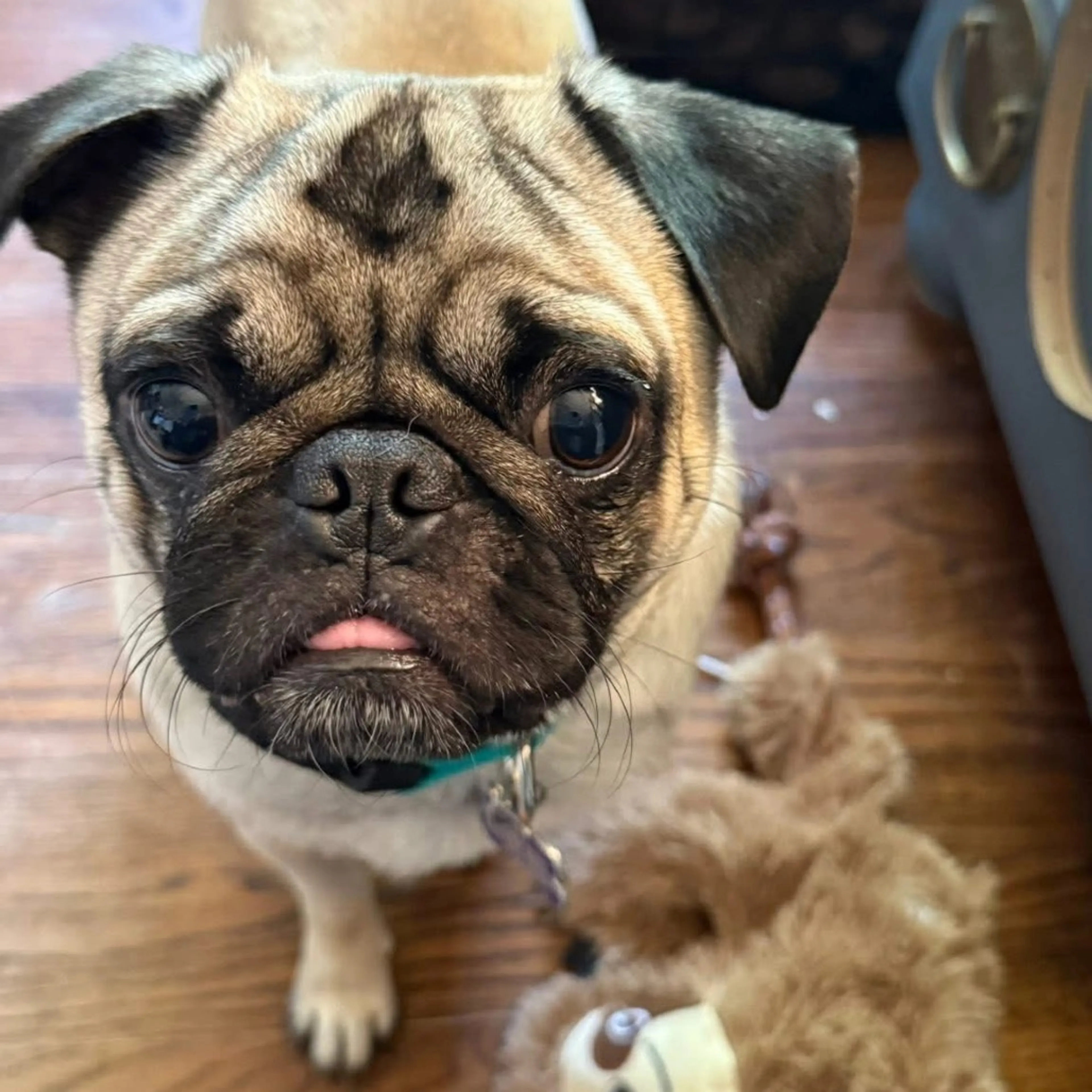 Found pet-19