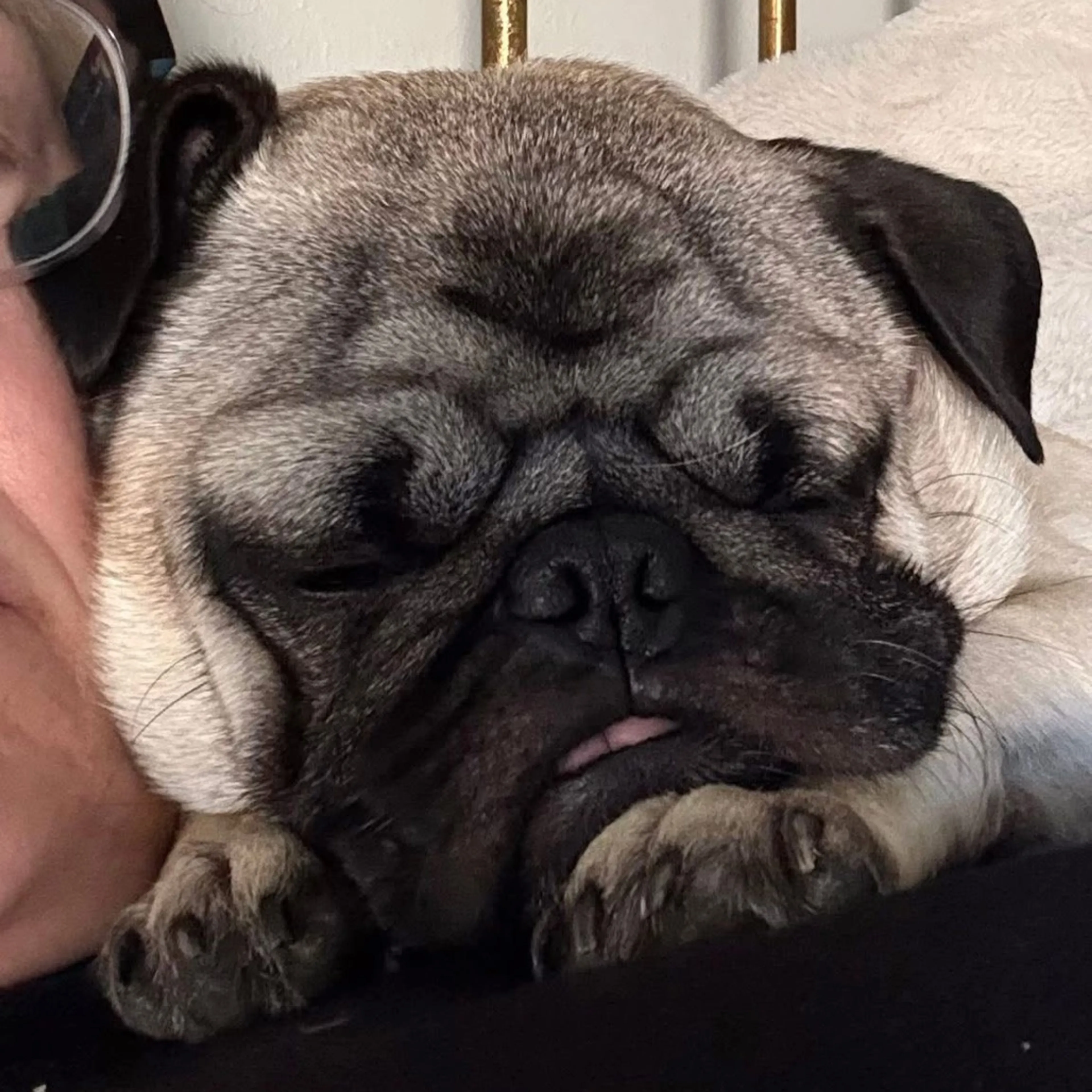 Found pet-20