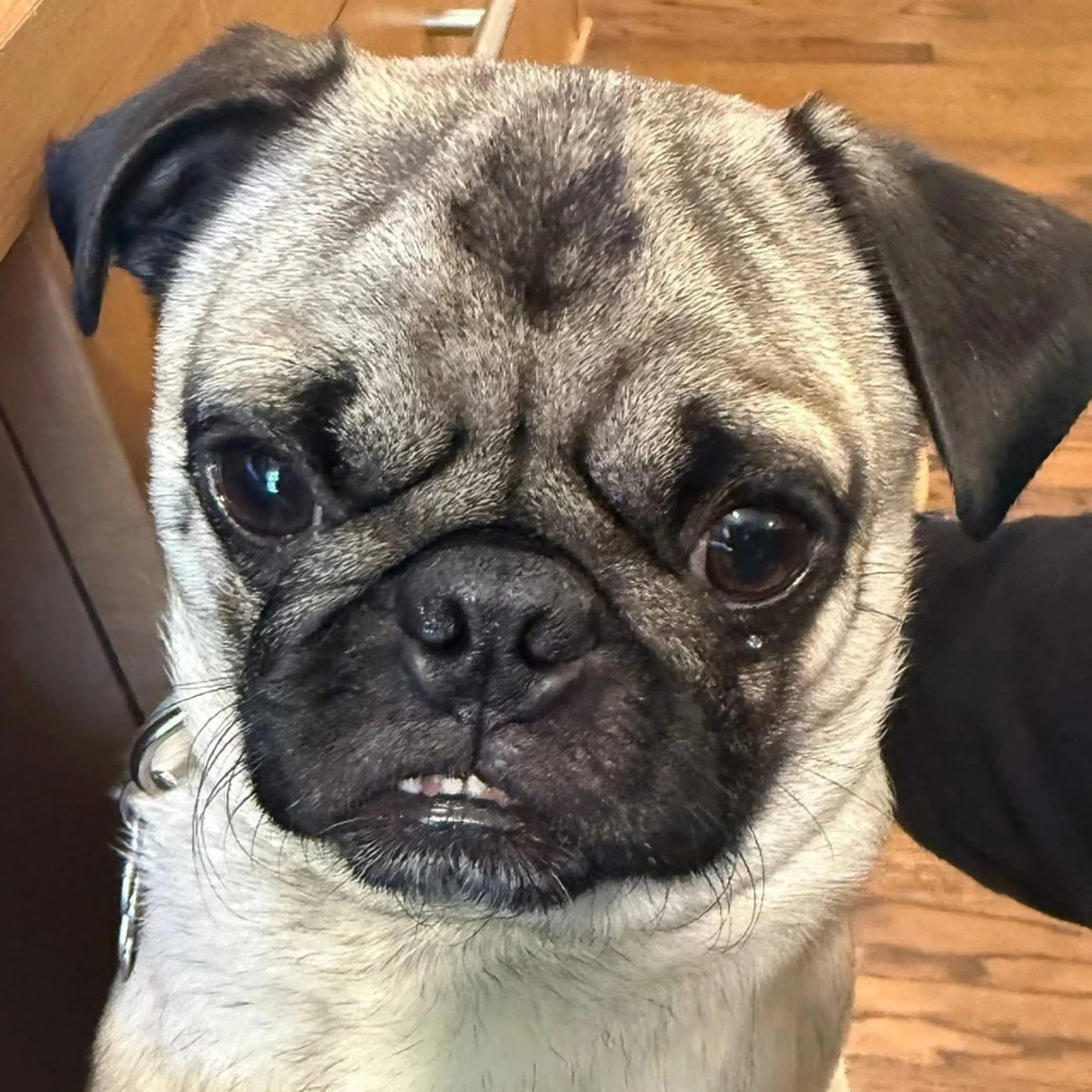Found pet-18