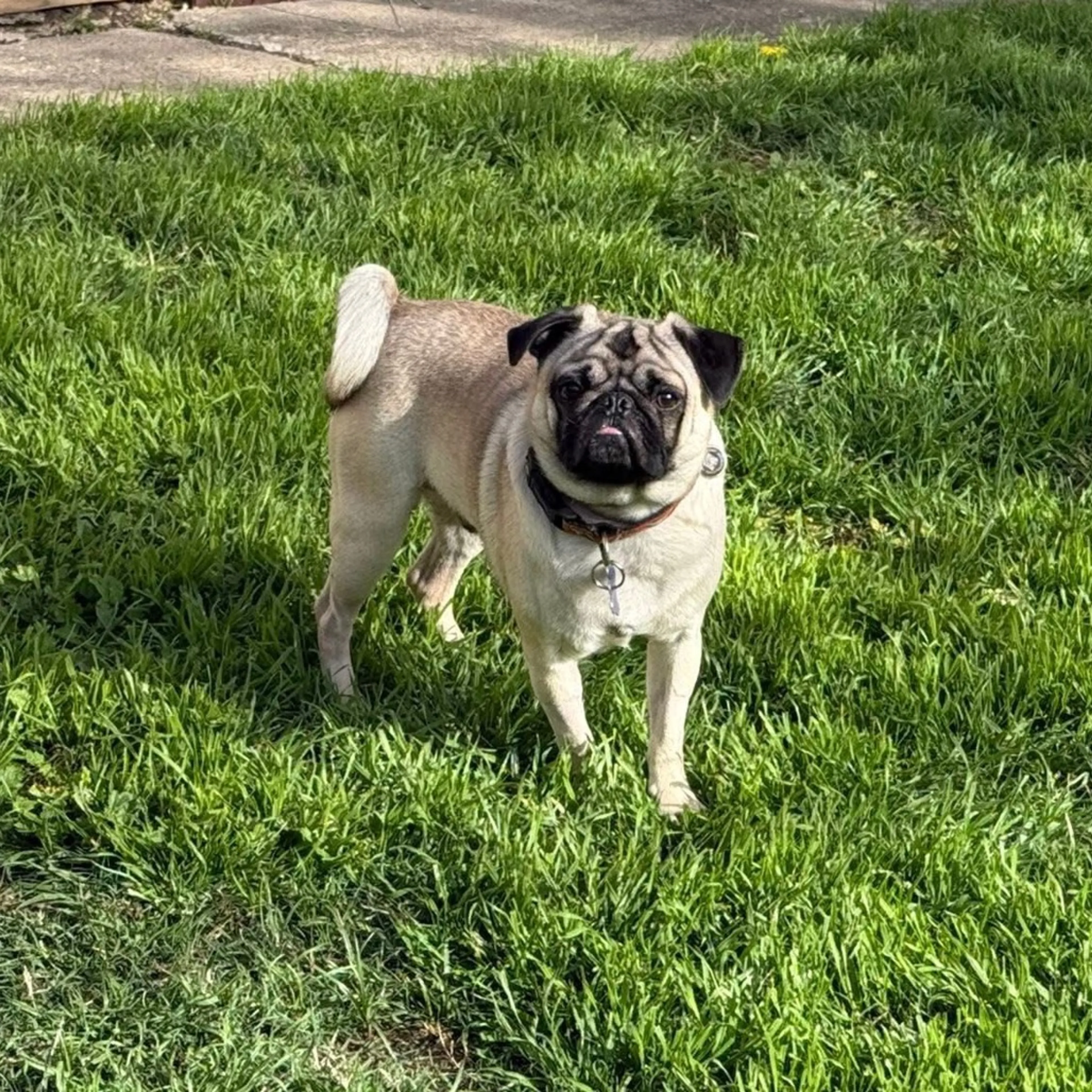 Found pet-9