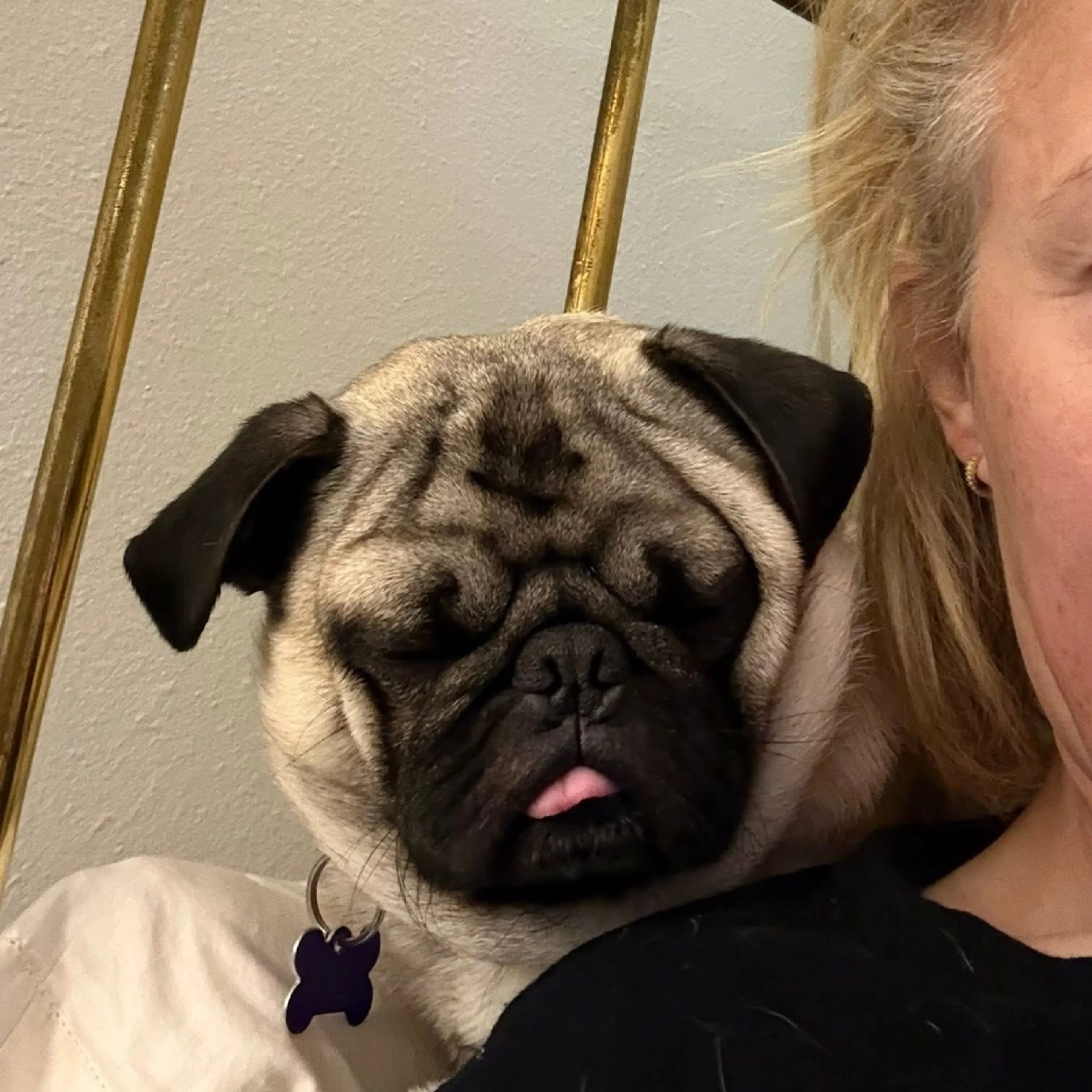 Found pet-8