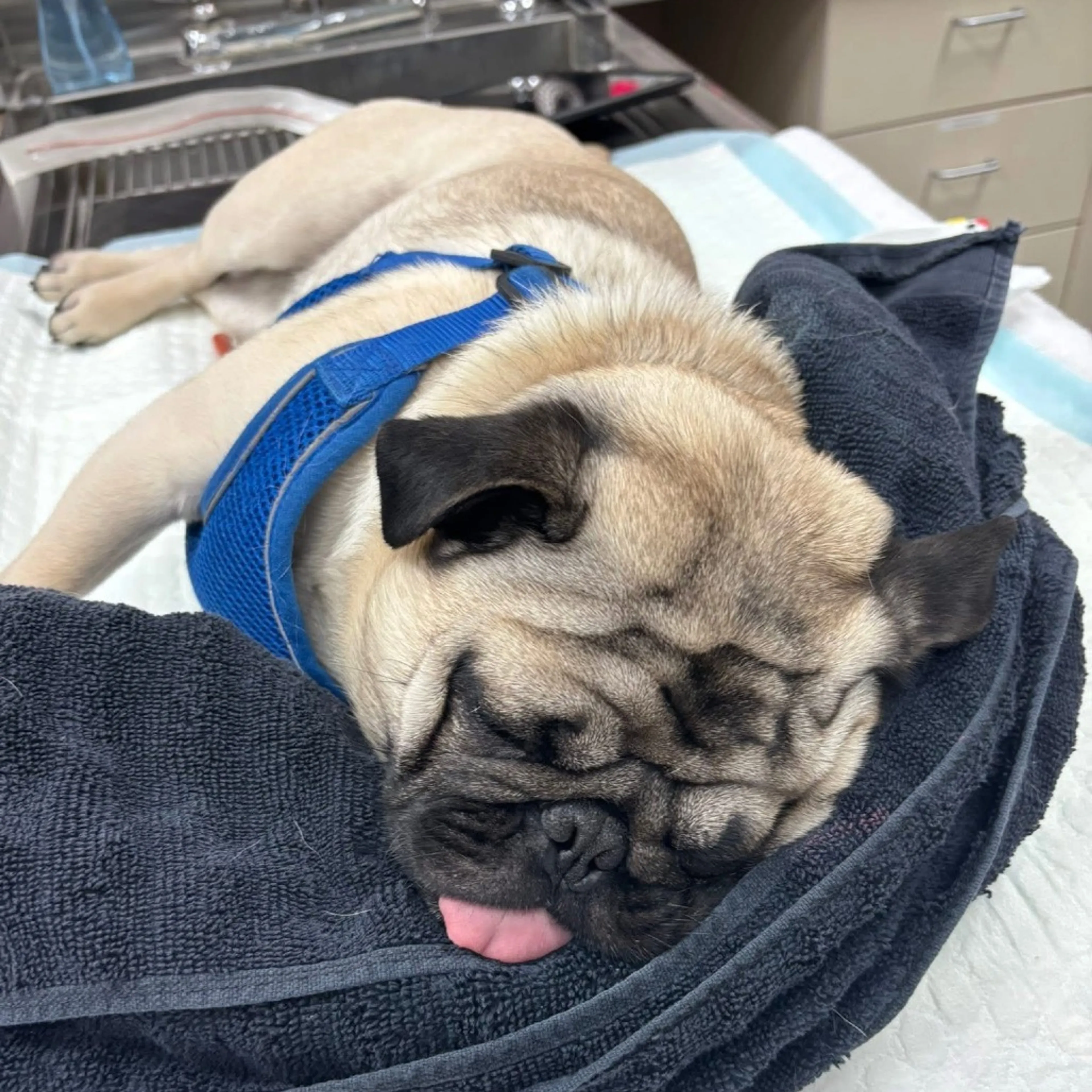 Found pet-2