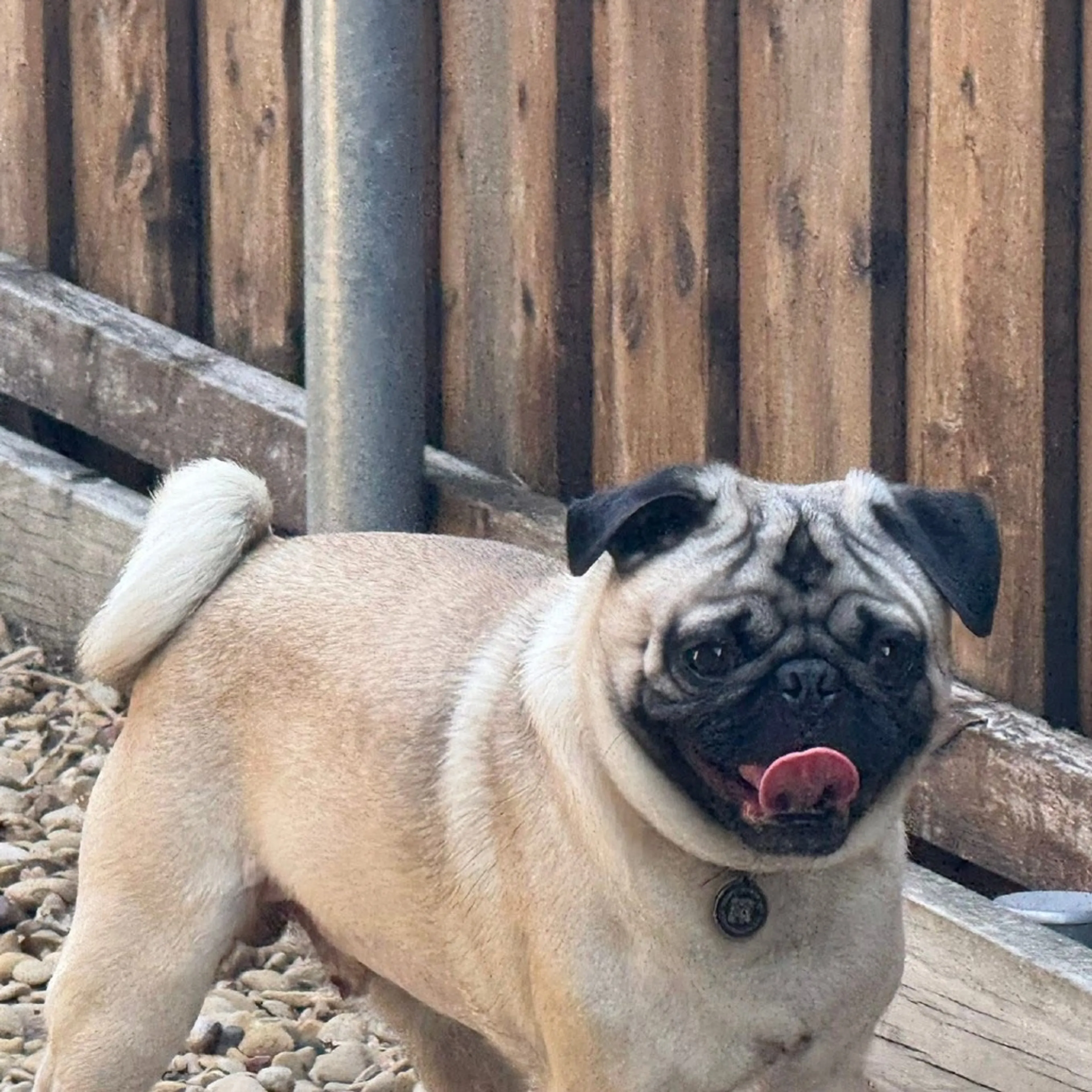 Found pet-6