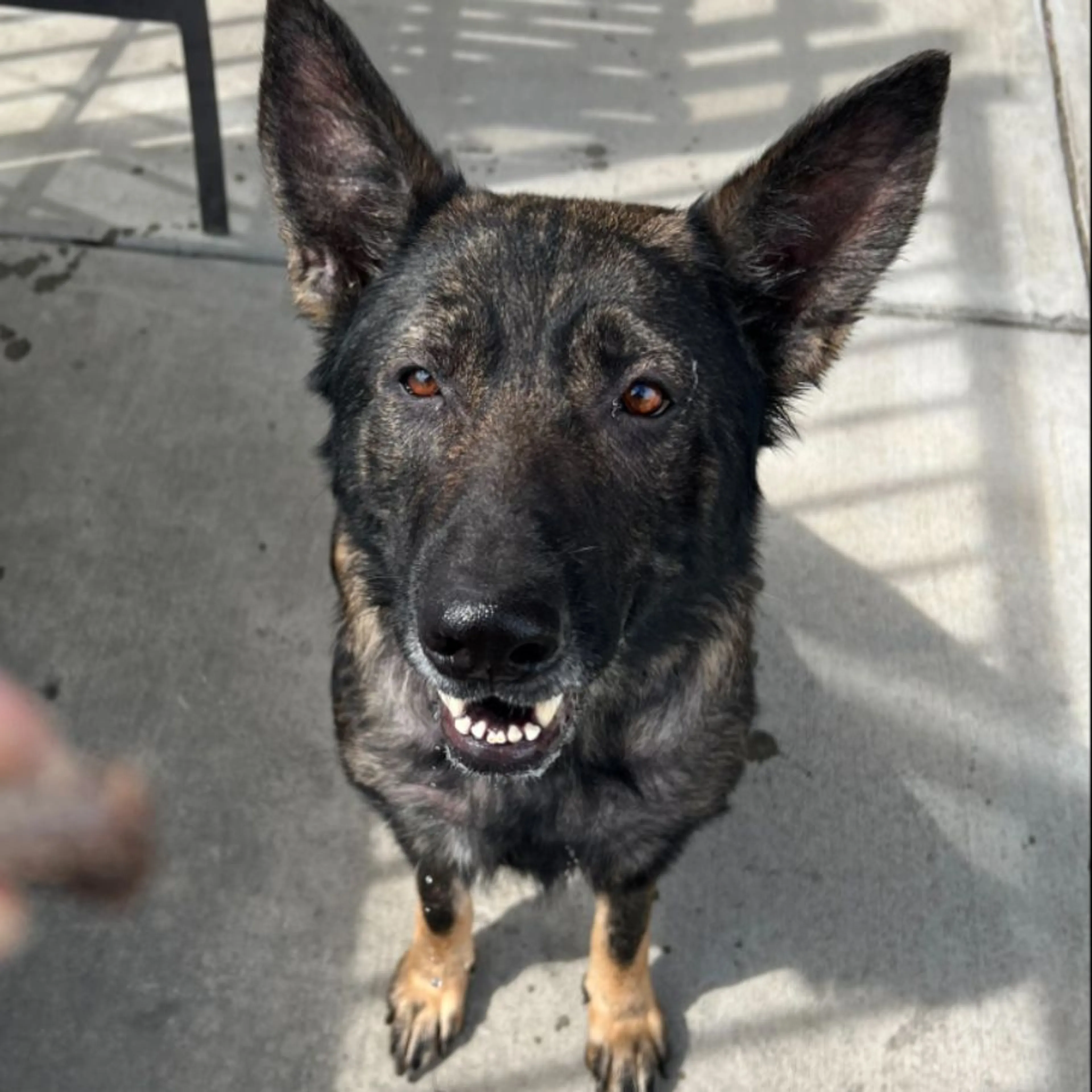 Found pet