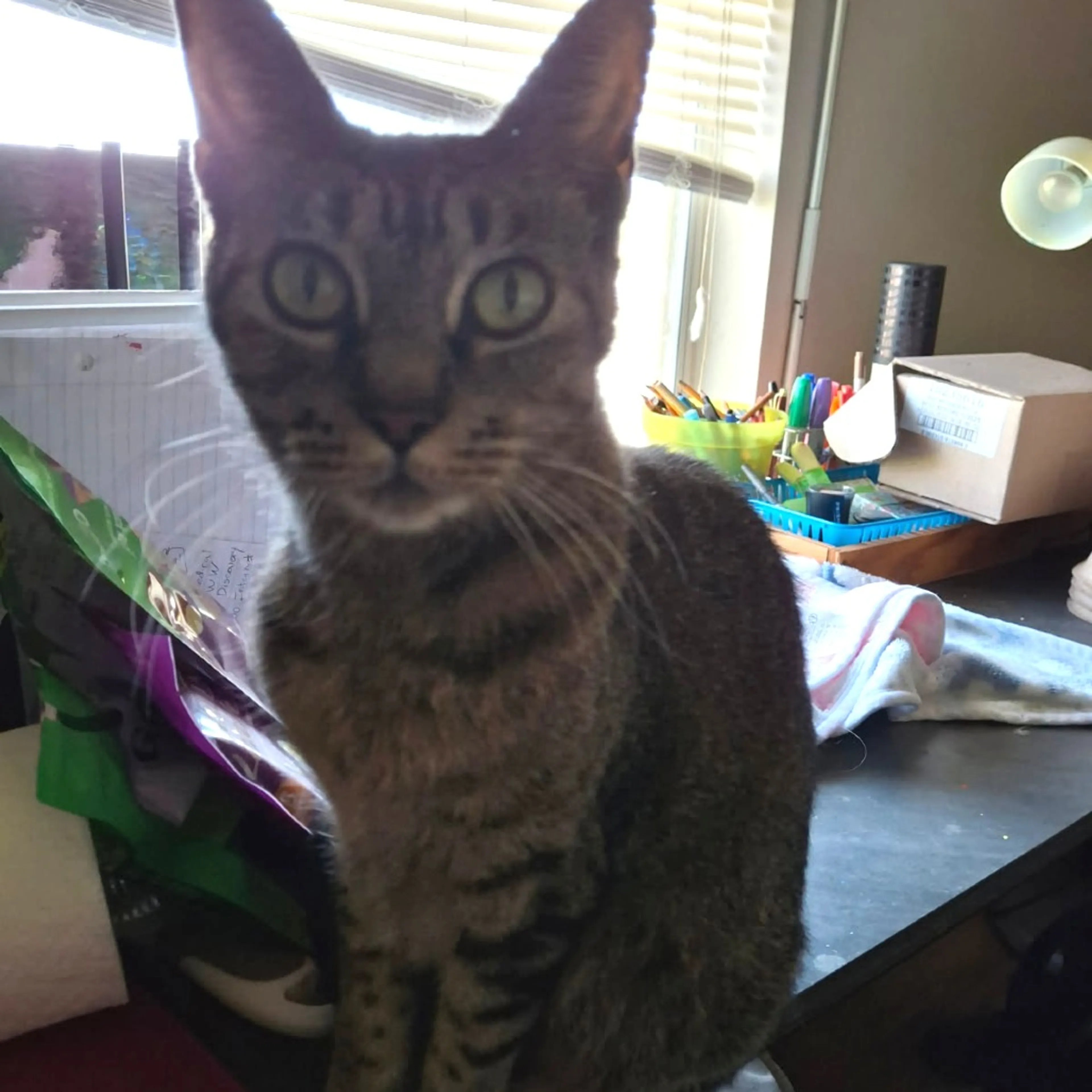 Found pet-0