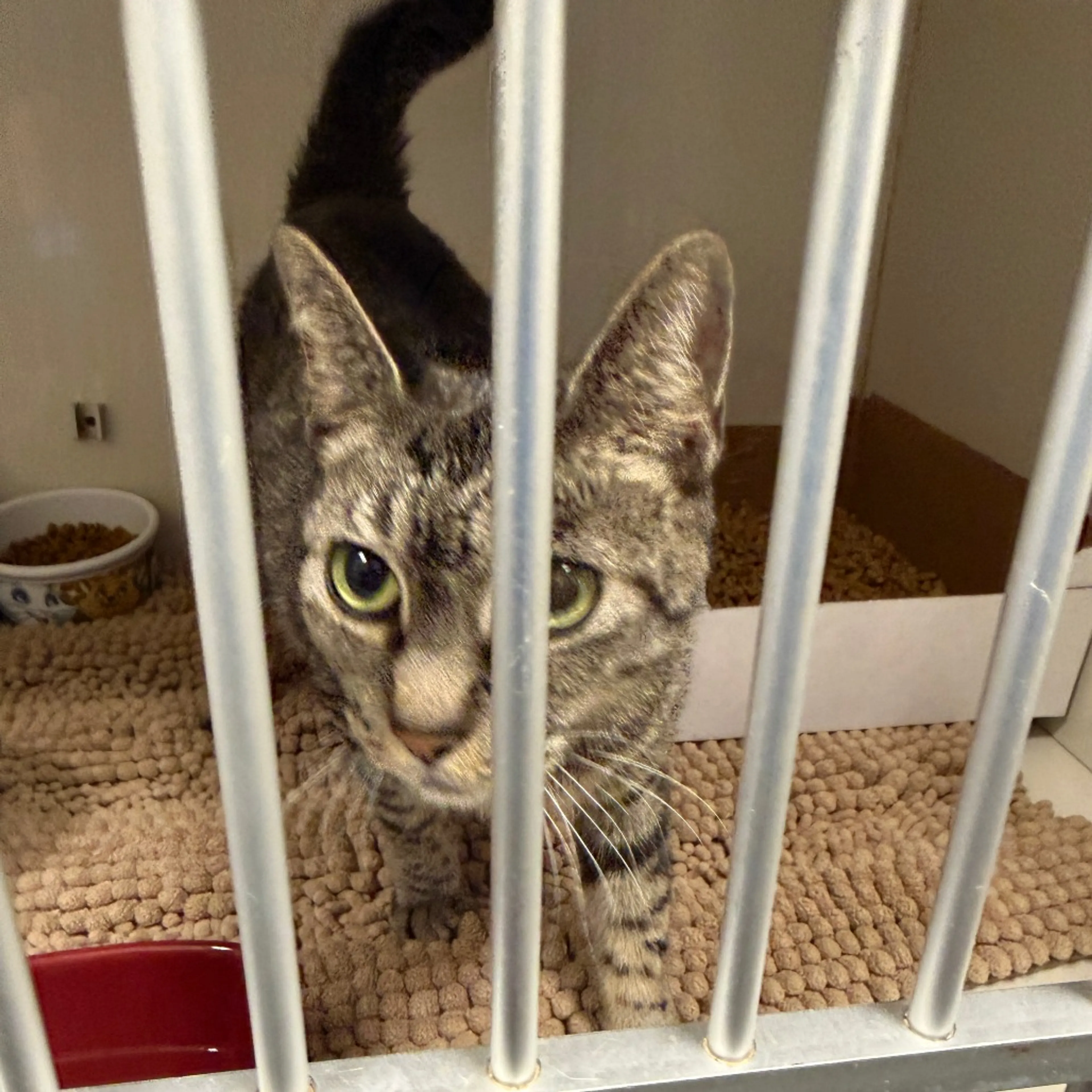Found pet-1