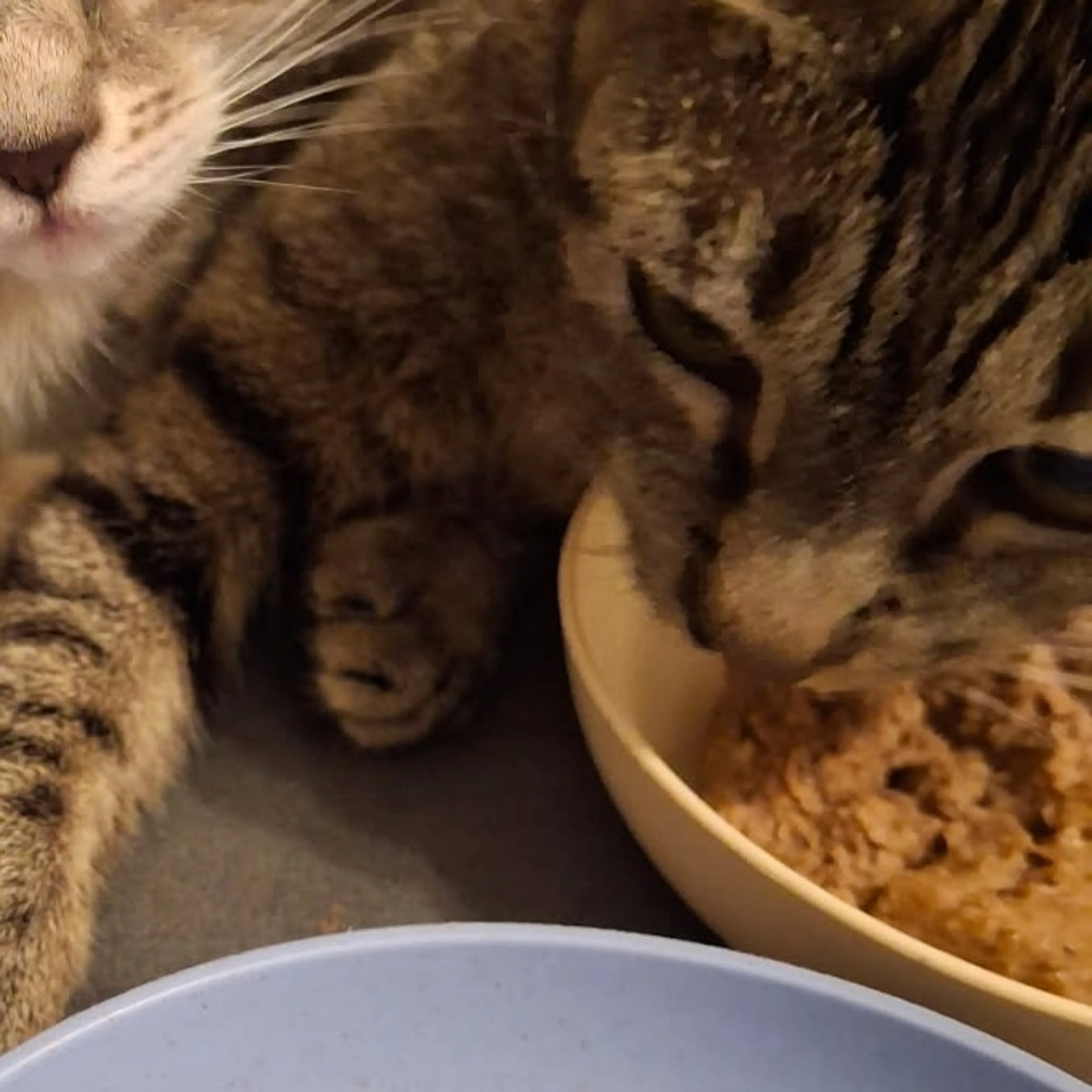 Found pet-2