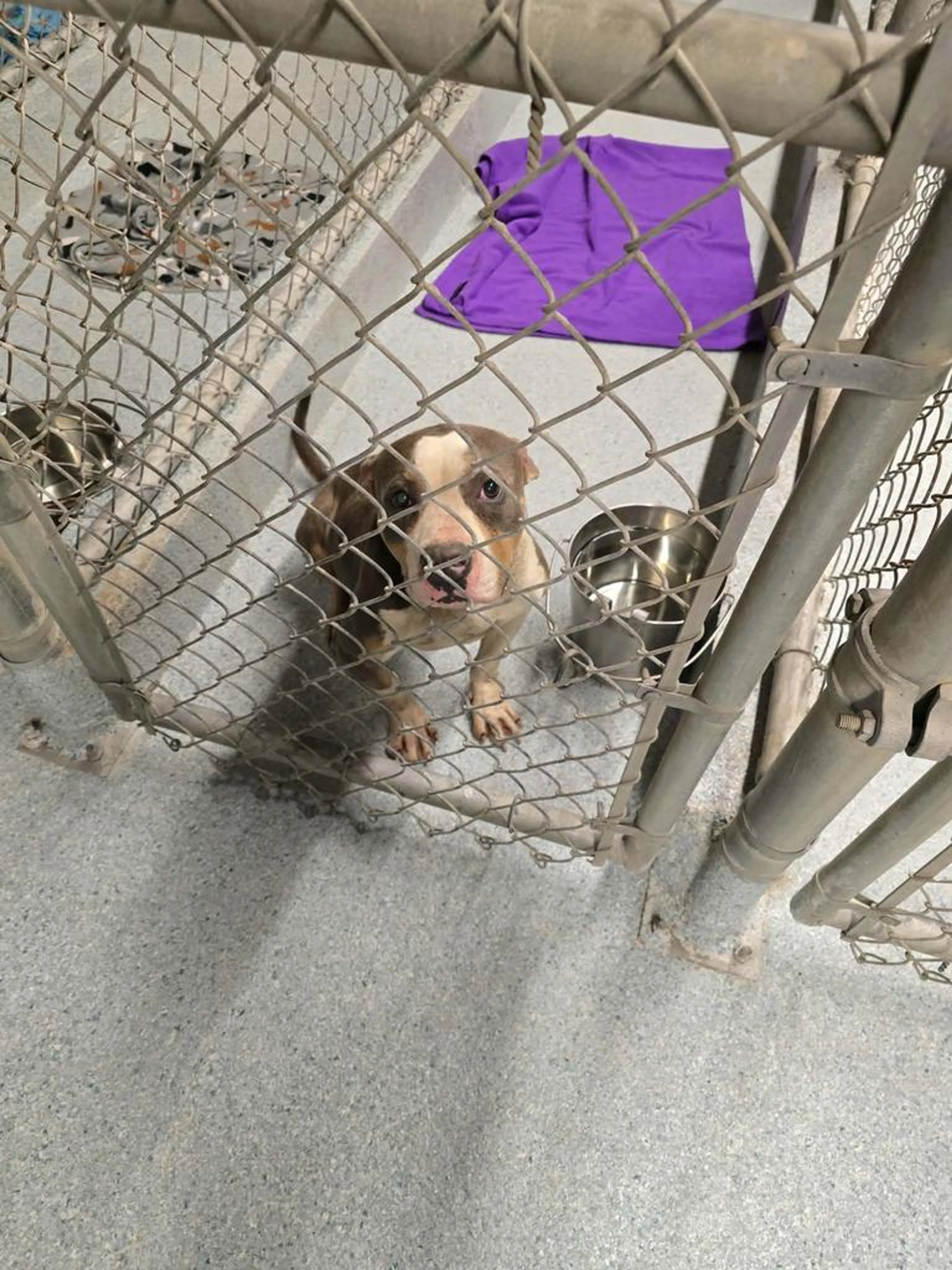 Found pet